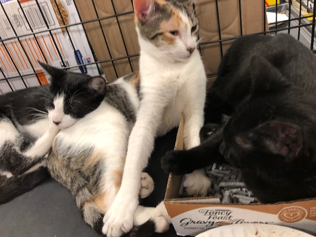 Vegas, a Adoptable Domestic Short Hair in Westfield, NJ image 2/6