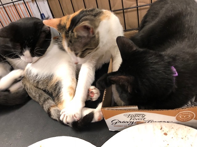 Vegas, a Adoptable Domestic Short Hair in Westfield, NJ image 3/6