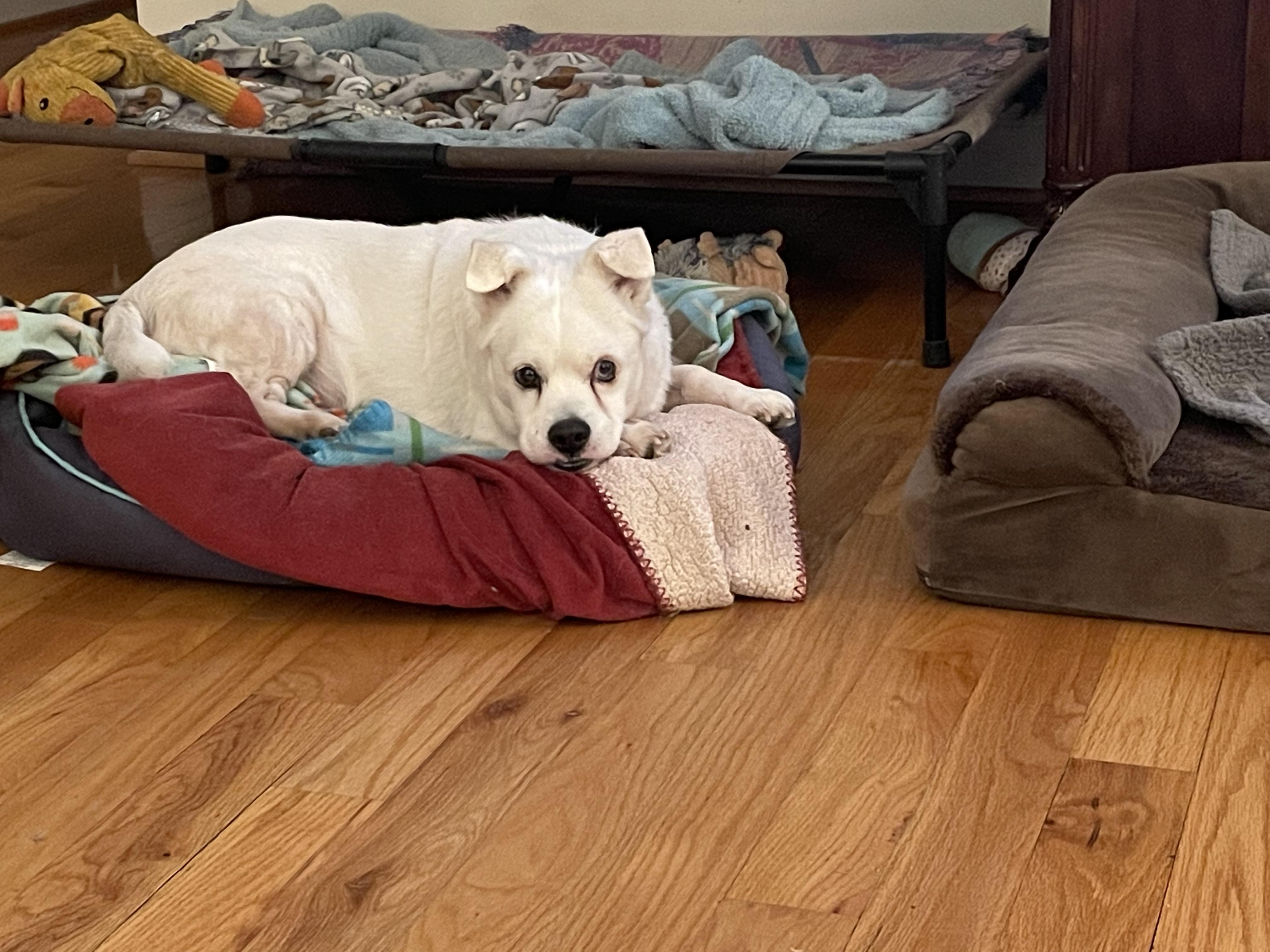 Enlarge Howie, a ADOPTABLE mixed breed in Clarkesville, GA image 3/6