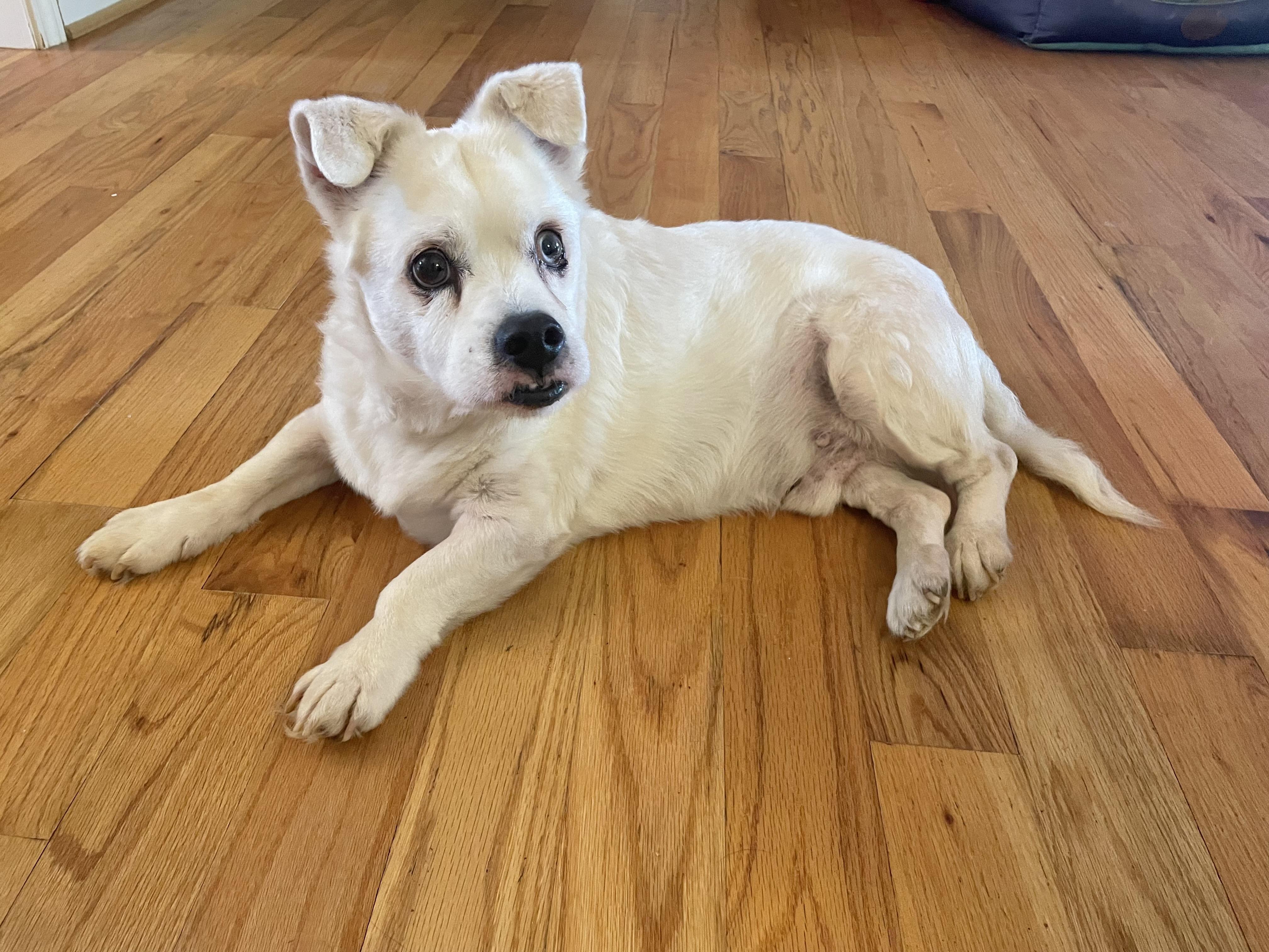 Enlarge Howie, a ADOPTABLE mixed breed in Clarkesville, GA image 2/6