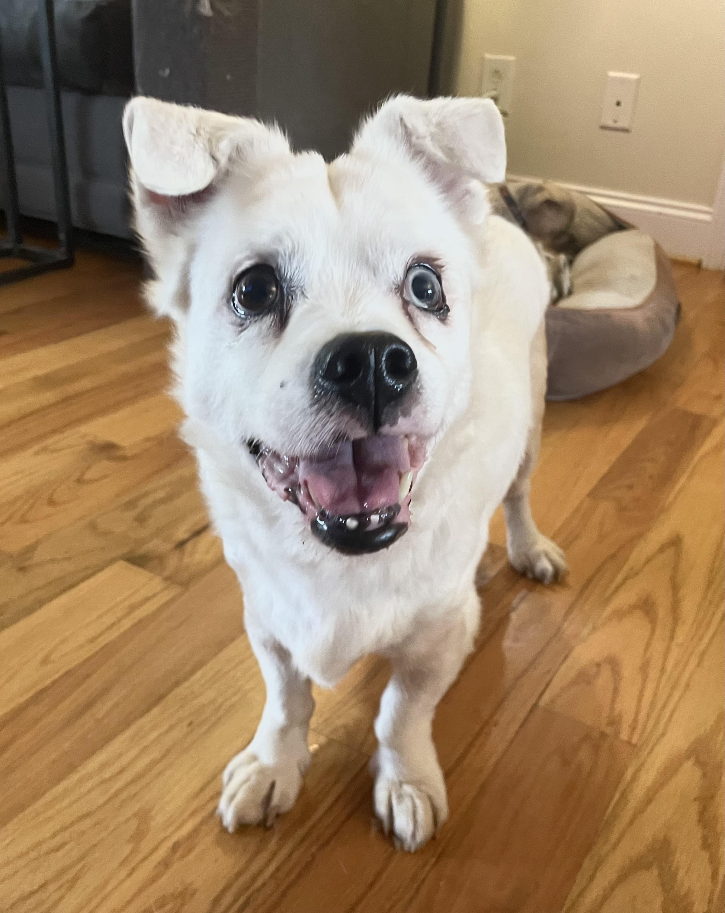 Howie, ADOPTABLE, Senior Male Spitz & Labrador Retriever.