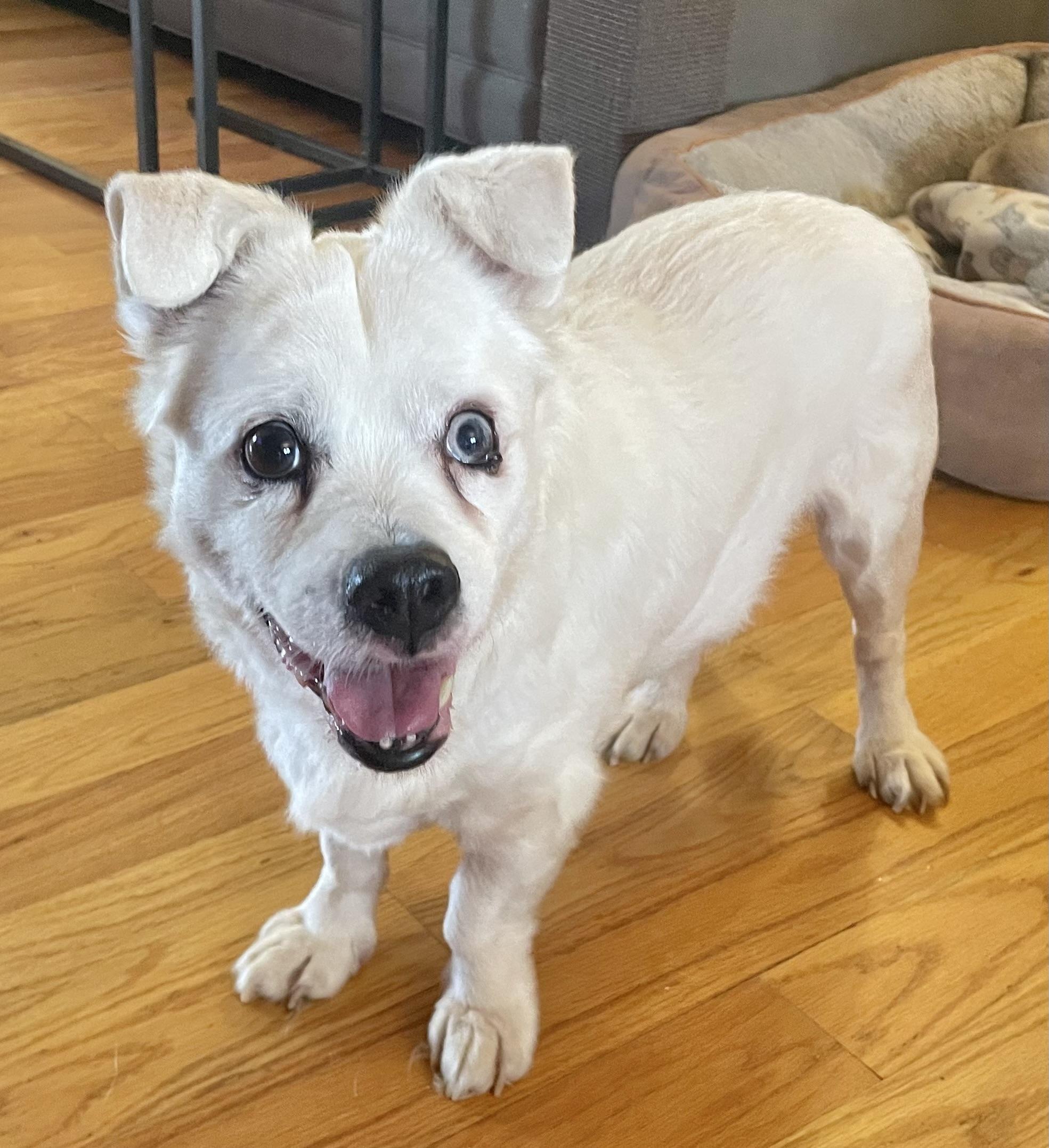 Enlarge Howie, a ADOPTABLE mixed breed in Clarkesville, GA image 5/6