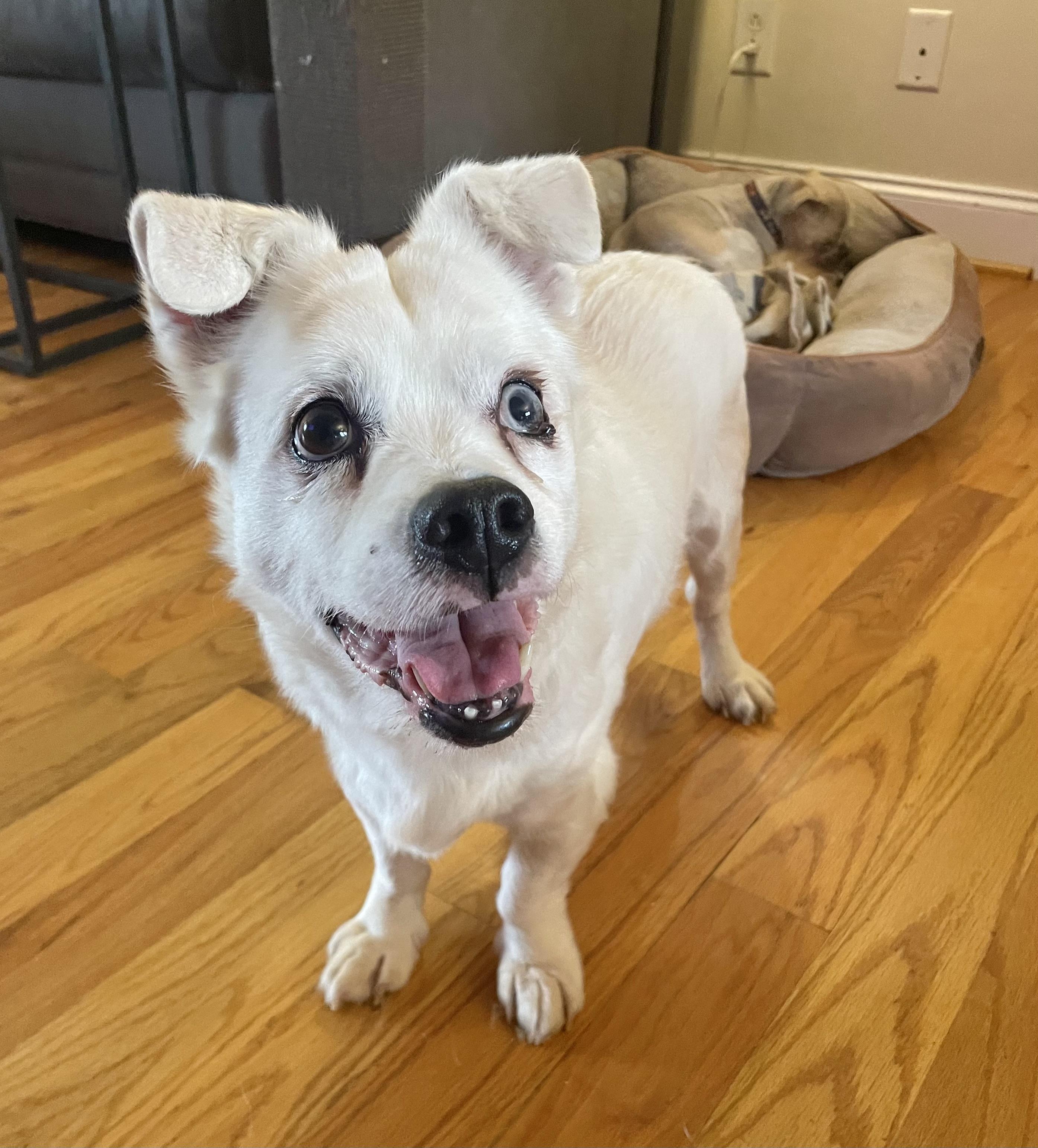 Enlarge Howie, a ADOPTABLE mixed breed in Clarkesville, GA image 4/6