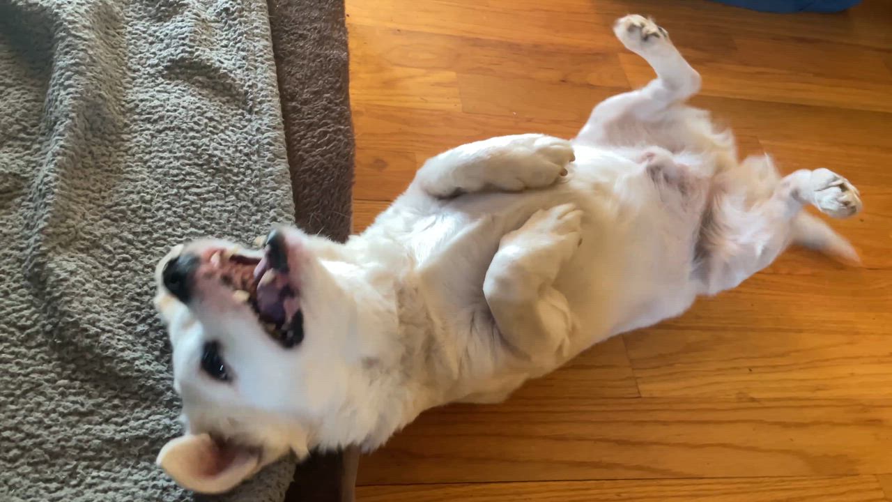 Enlarge Howie, a ADOPTABLE mixed breed in Clarkesville, GA video 6/6