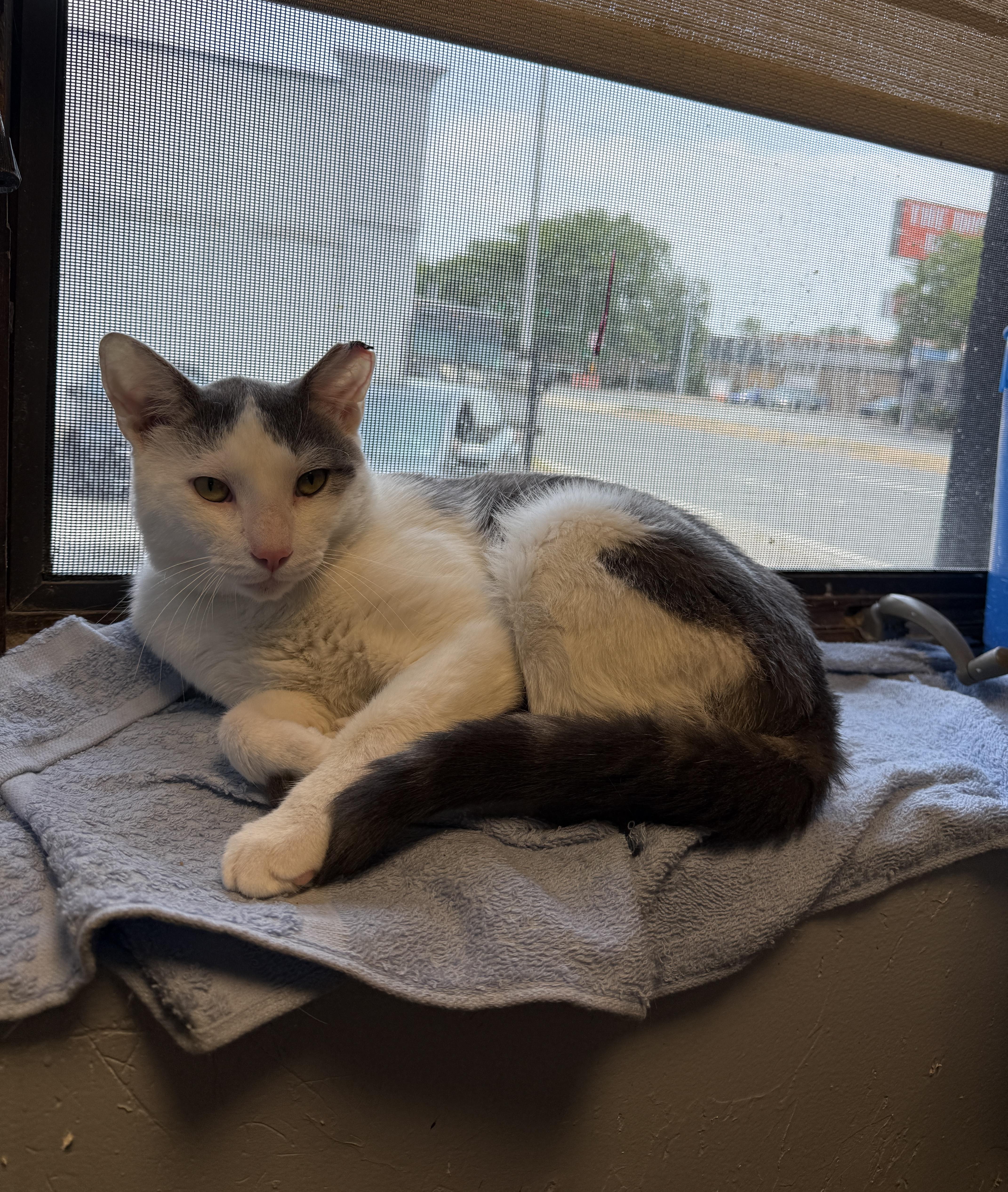 Enlarge Zeus, a ADOPTABLE Domestic Short Hair in Freeport, NY image 1/1