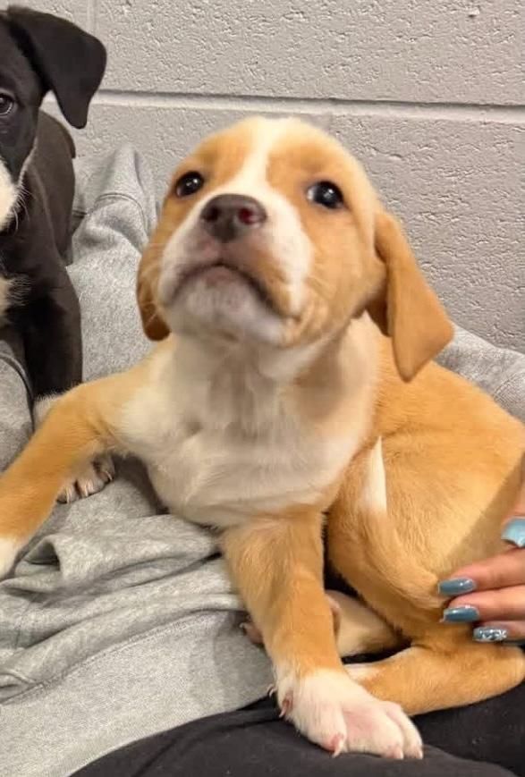 Enlarge Garlic, an adopted mixed breed in Bear, DE image 3/3