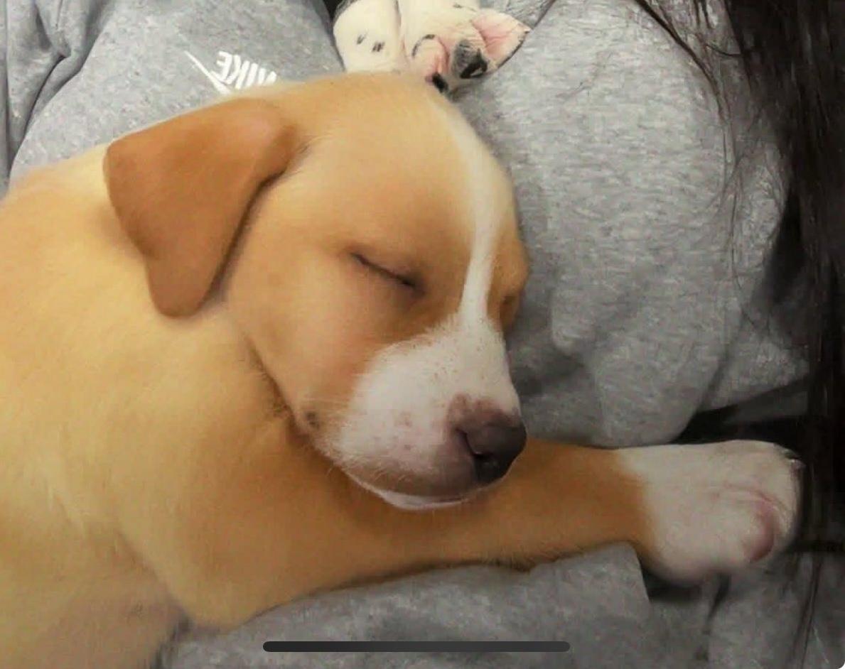 Enlarge Garlic, an adopted mixed breed in Bear, DE image 2/3