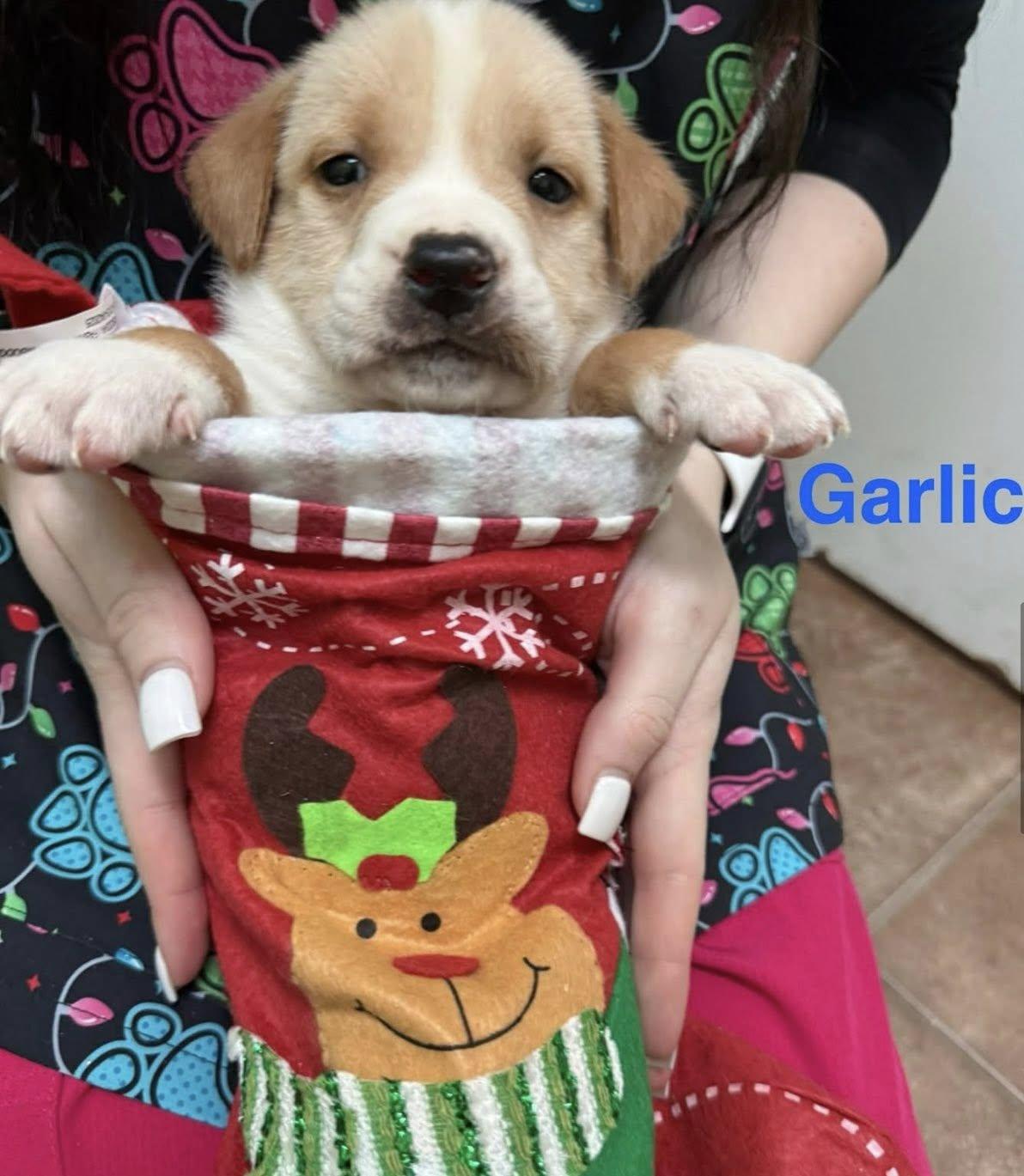 Enlarge Garlic, an adopted mixed breed in Bear, DE image 1/3