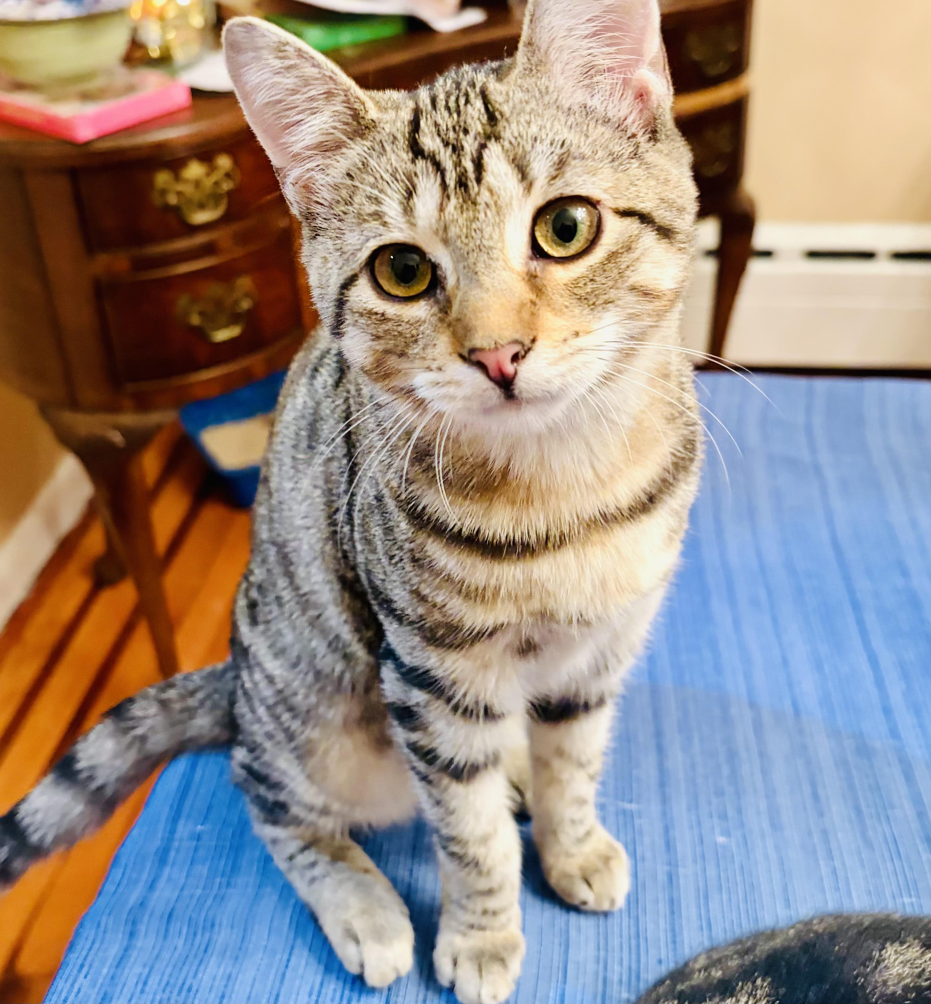 Sandy, Adoptable, Kitten Female Domestic Short Hair.