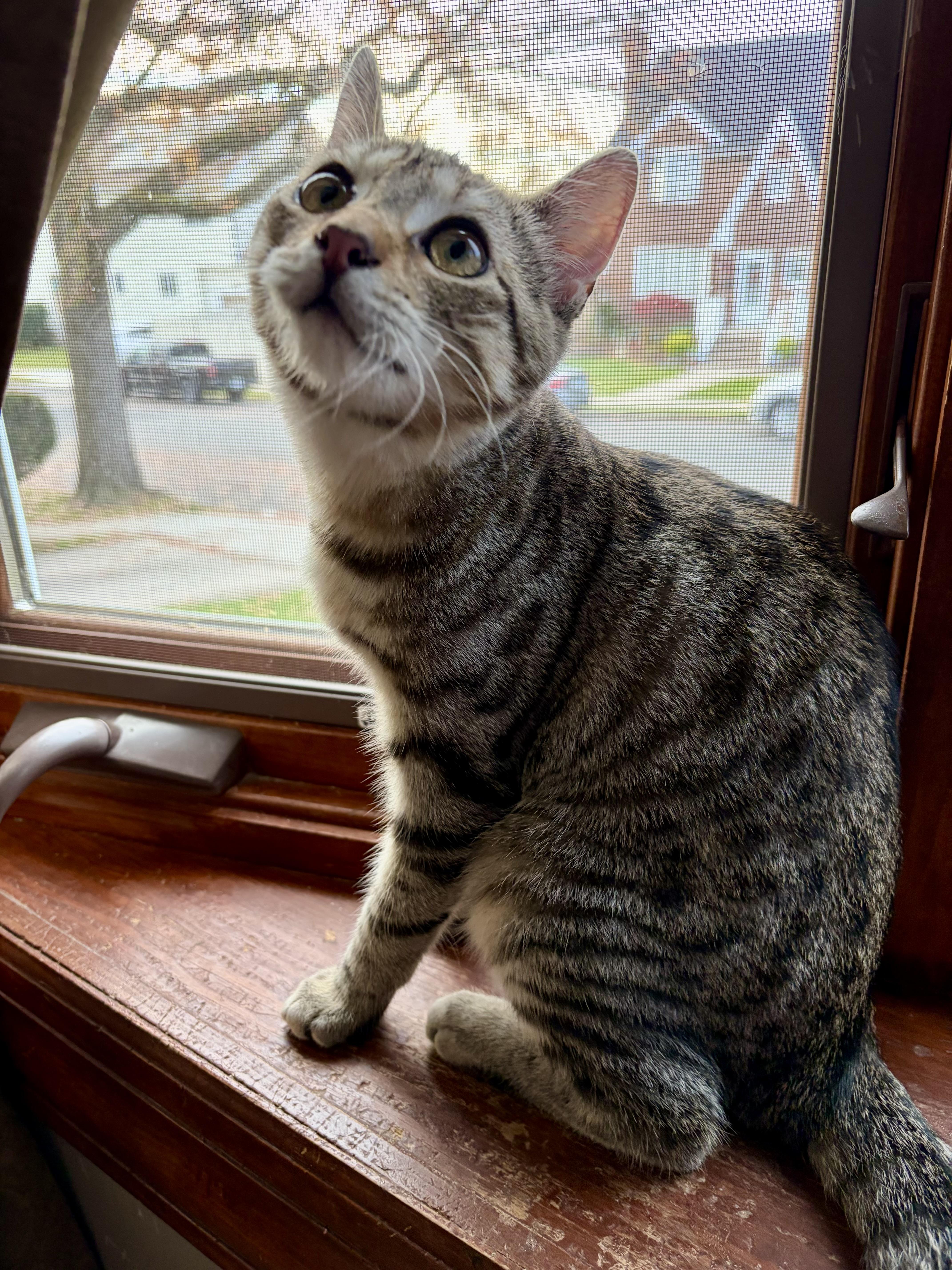 Enlarge Sandy, a Adoptable Domestic Short Hair in Staten Island, NY image 2/4