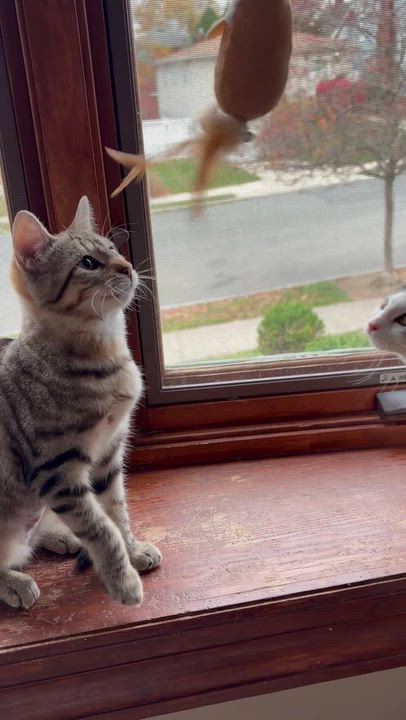 Enlarge Sandy, a Adoptable Domestic Short Hair in Staten Island, NY video 4/4