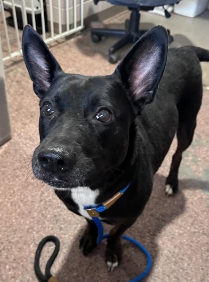 Sierra, Adoptable, Adult Female Mixed Breed & Mixed Breed.