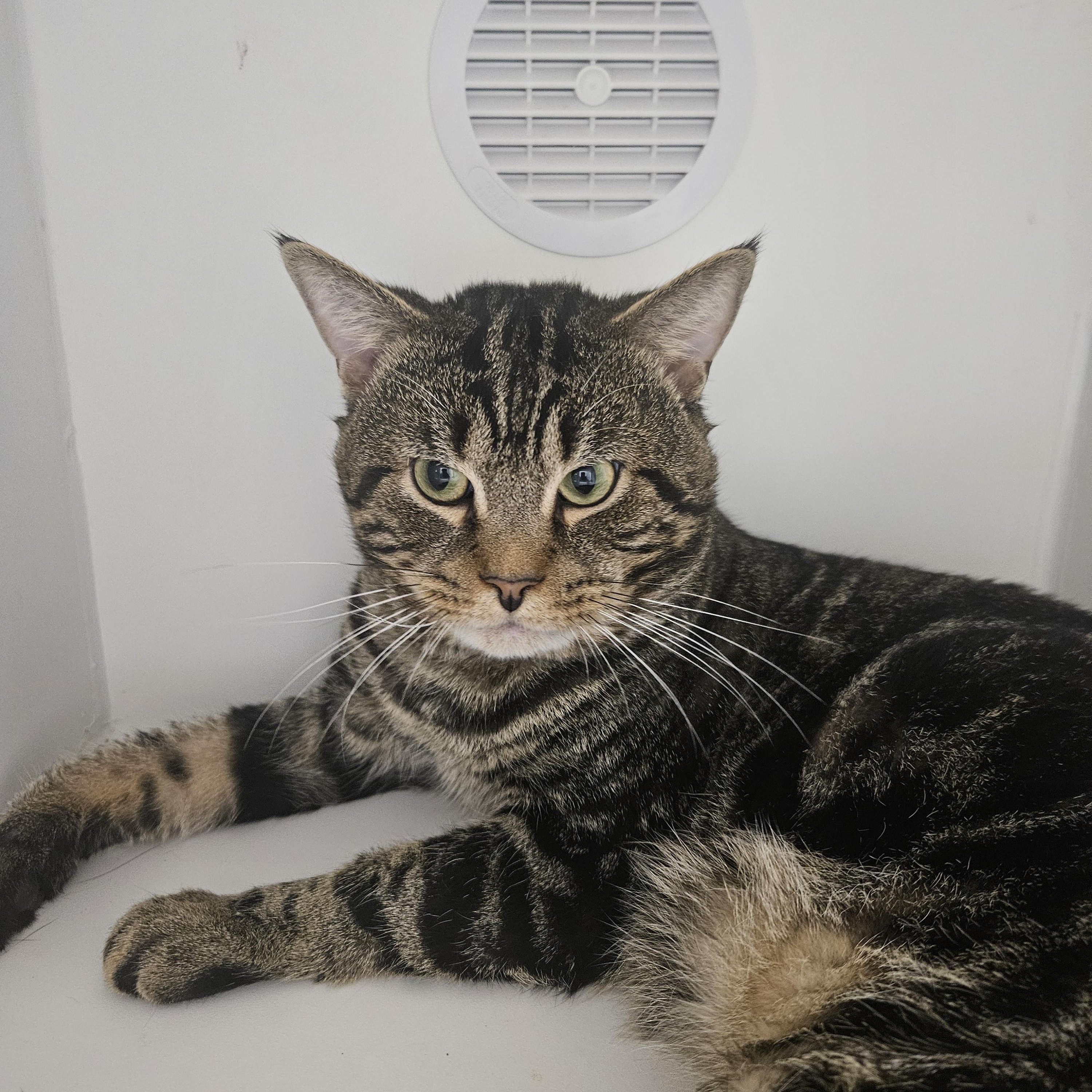 Biggie, adoptable, Young Male Domestic Short Hair.