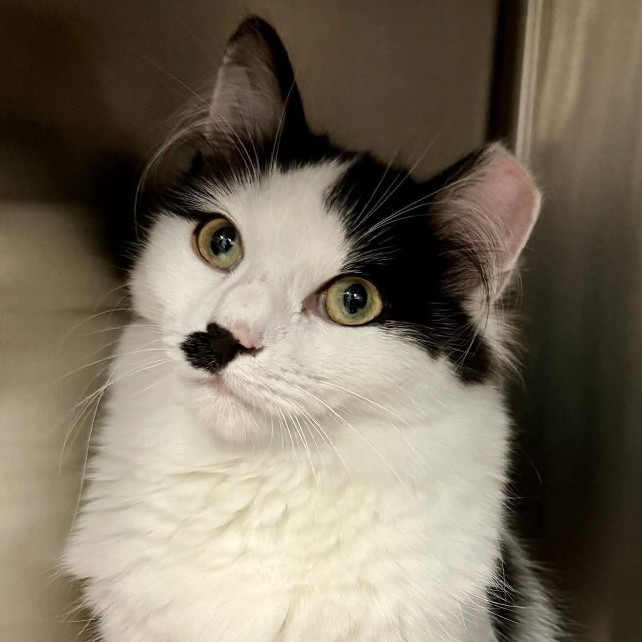 Enlarge Gillian, a ADOPTABLE Domestic Long Hair in Exeter, RI image 1/1