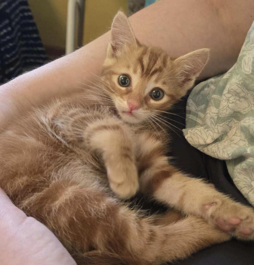Wayne, a ADOPTABLE Tabby in Columbus, OH image 4/5