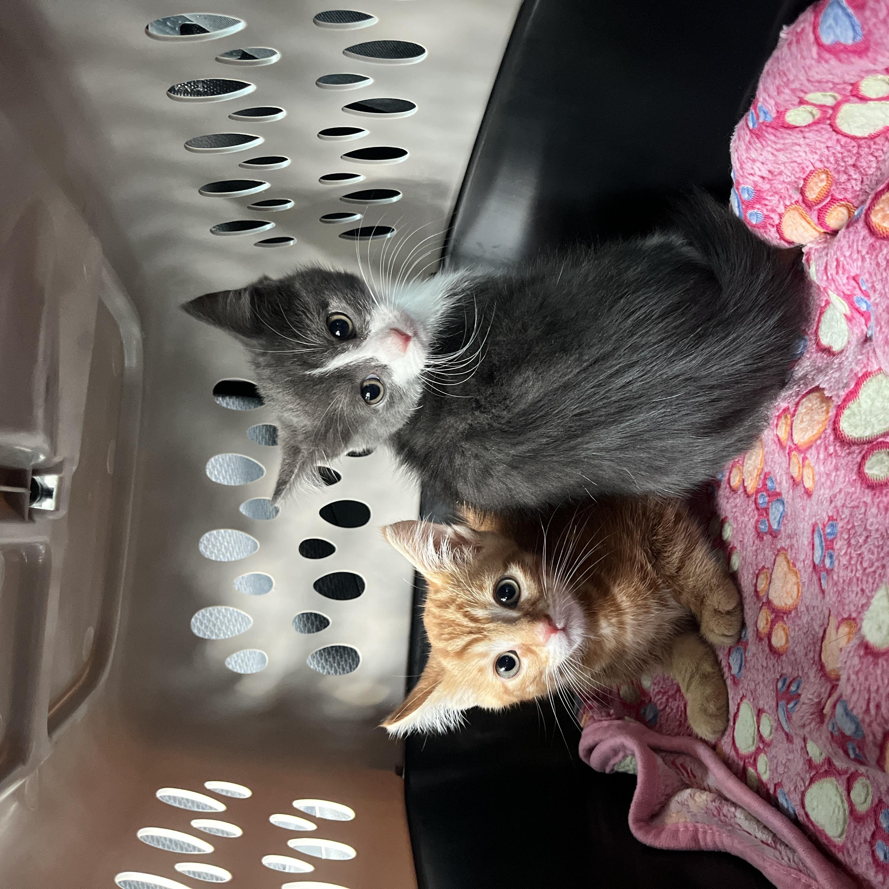 Wayne, a ADOPTABLE Tabby in Columbus, OH image 5/5