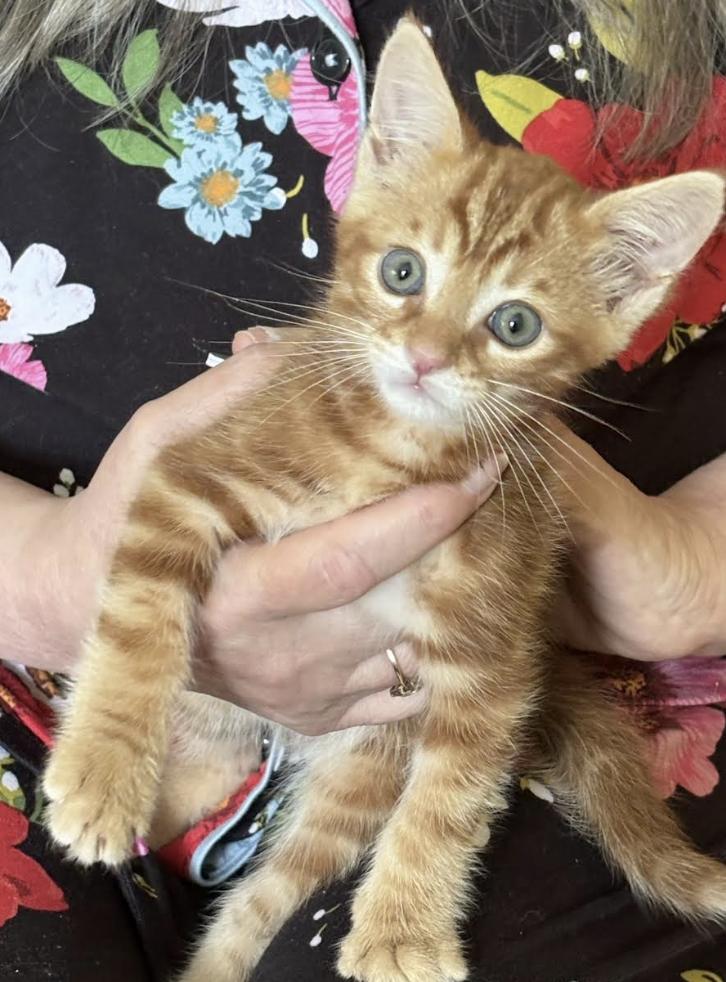 Wayne, a ADOPTABLE Tabby in Columbus, OH image 3/5