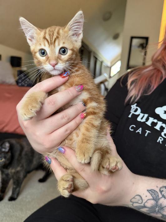 Wayne, ADOPTABLE, Kitten Male Tabby.