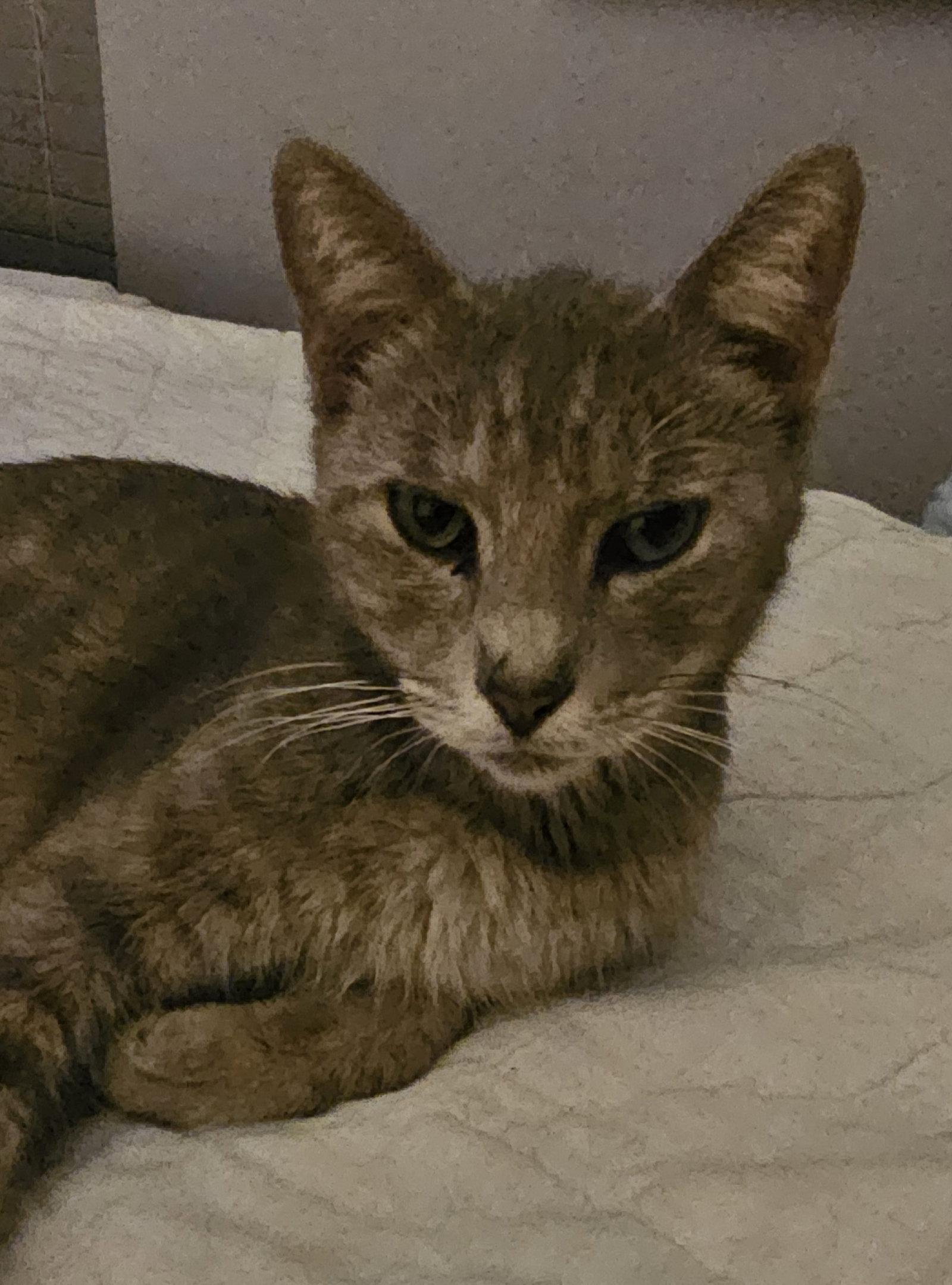Enlarge Dolly 9.1.24, a Adoptable Domestic Short Hair in Apopka, FL image 1/3