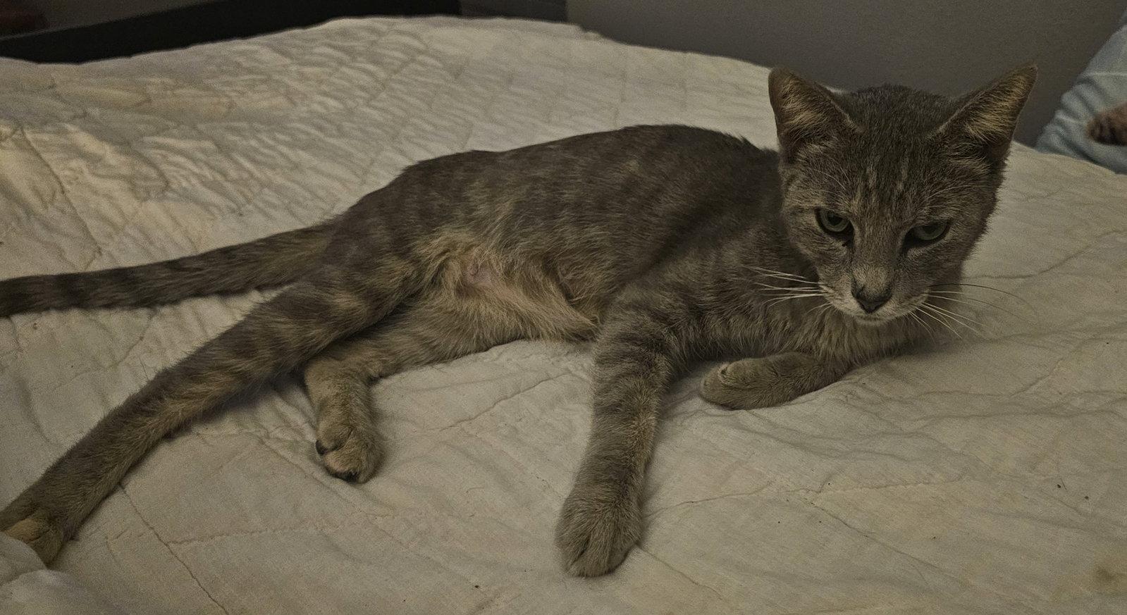 Enlarge Dolly 9.1.24, a Adoptable Domestic Short Hair in Apopka, FL image 2/3