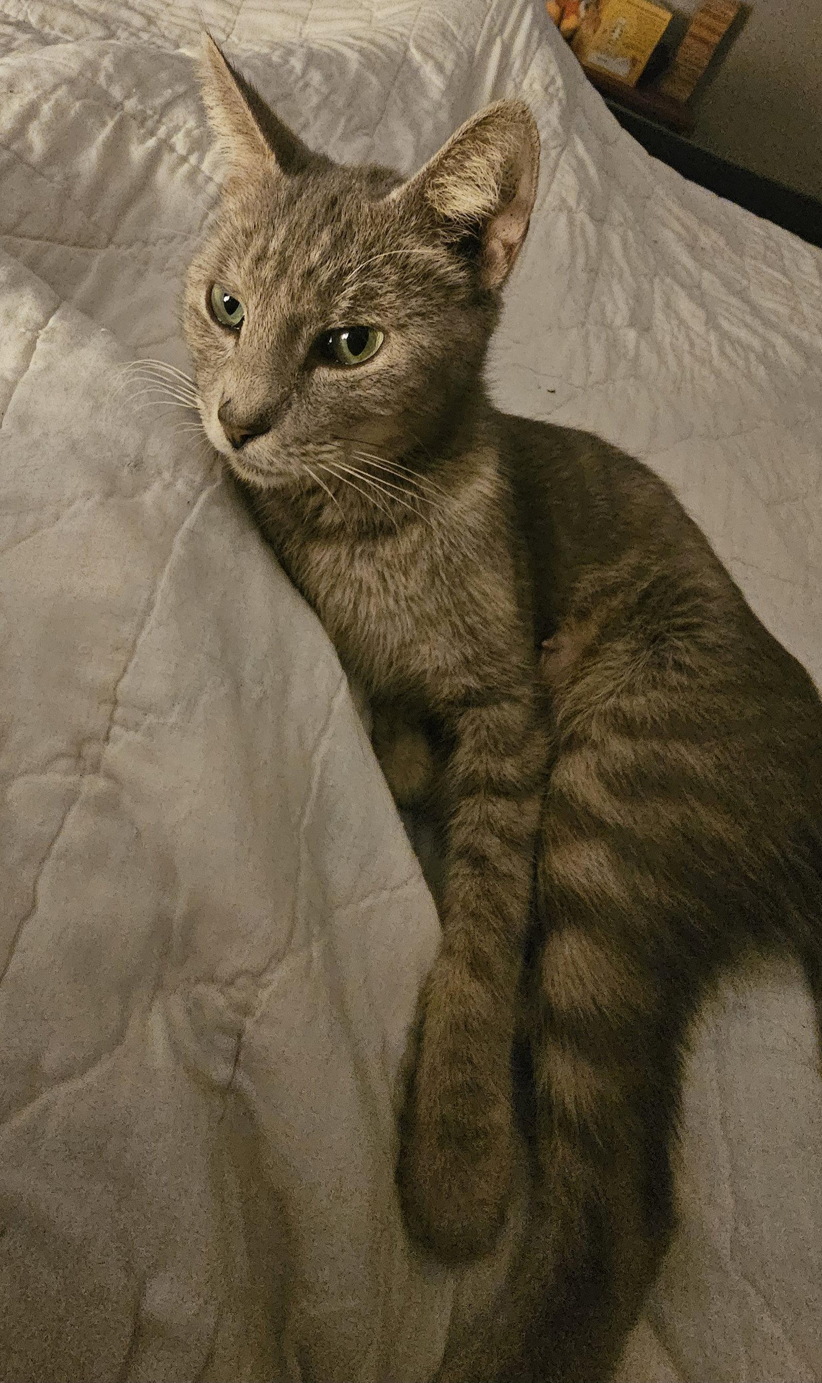 Enlarge Dolly 9.1.24, a Adoptable Domestic Short Hair in Apopka, FL image 3/3