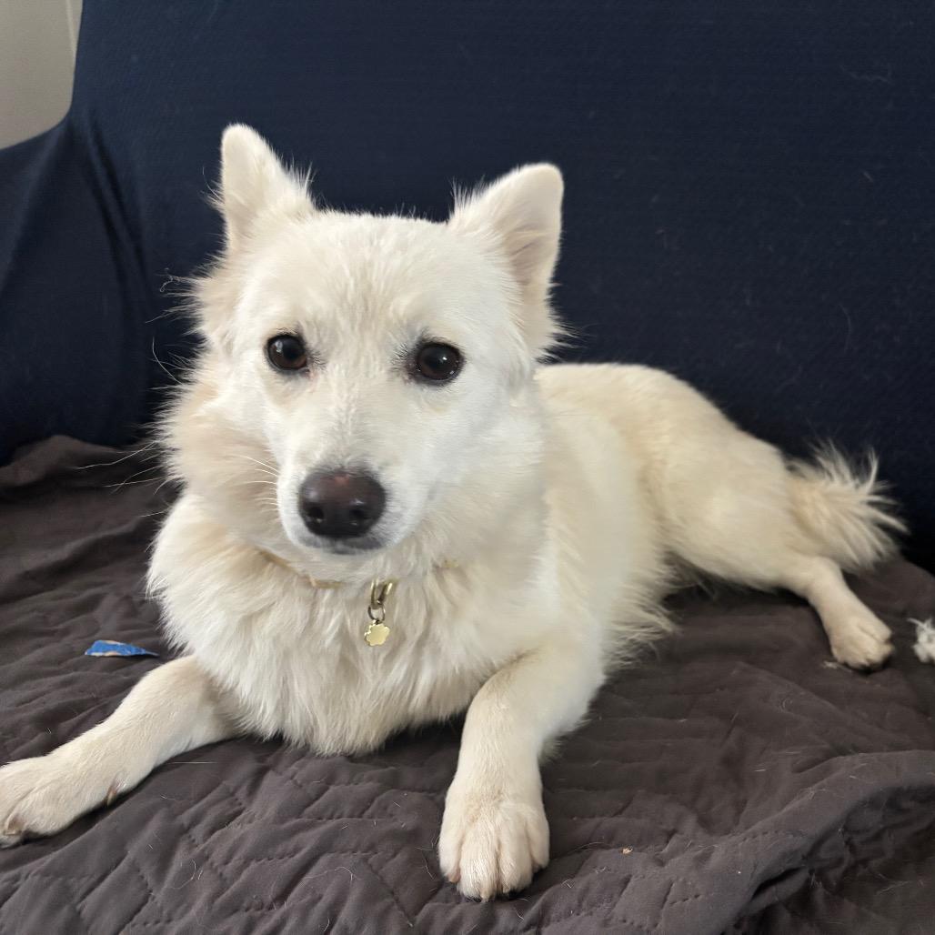 Enlarge Ariel, a Adoptable mixed breed in Alexandria, VA image 1/6