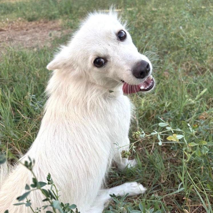 Enlarge Ariel, a Adoptable mixed breed in Alexandria, VA image 3/6
