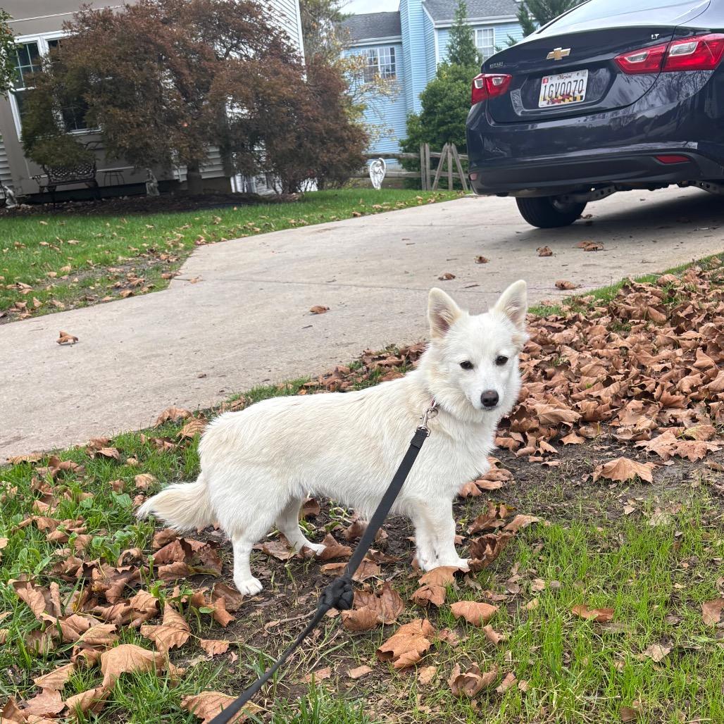 Enlarge Ariel, a Adoptable mixed breed in Alexandria, VA image 4/6