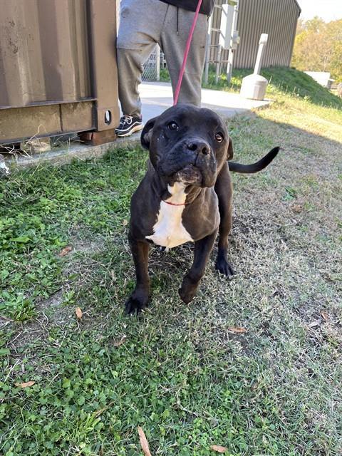 LYRIC, Adoptable, Adult Female American Staffordshire Terrier & Mixed Breed.