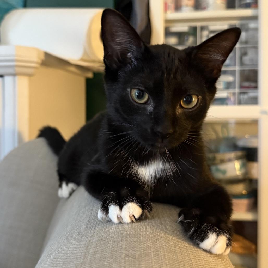 Mocha, a Adoptable Domestic Medium Hair in Granville, OH image 1/6