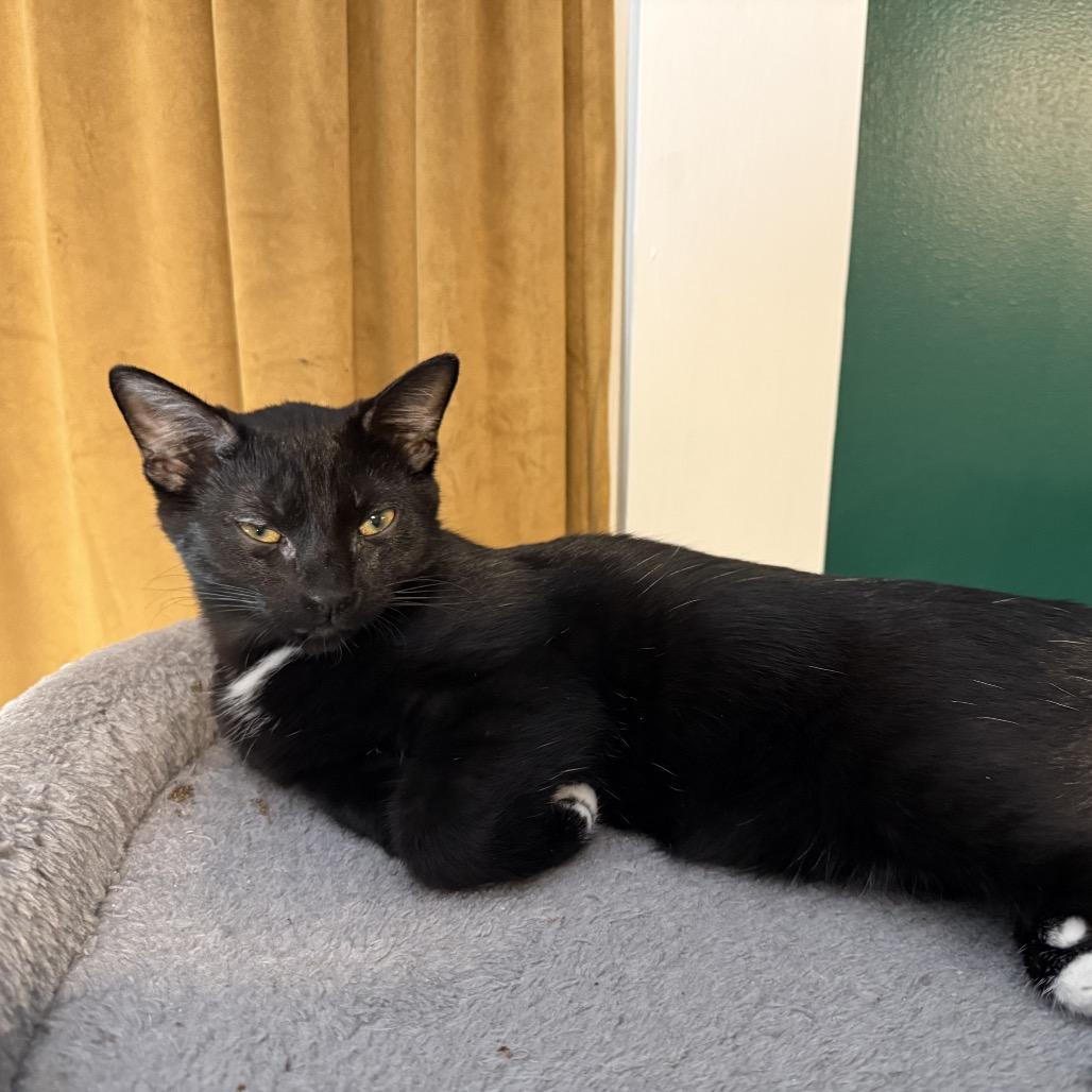 Mocha, a Adoptable Domestic Medium Hair in Granville, OH image 3/6