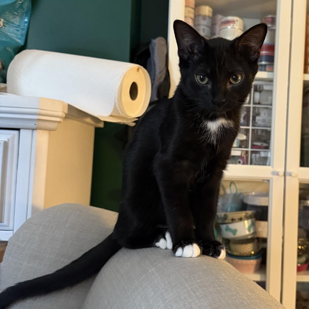 Mocha, a Adoptable Domestic Medium Hair in Granville, OH image 4/6