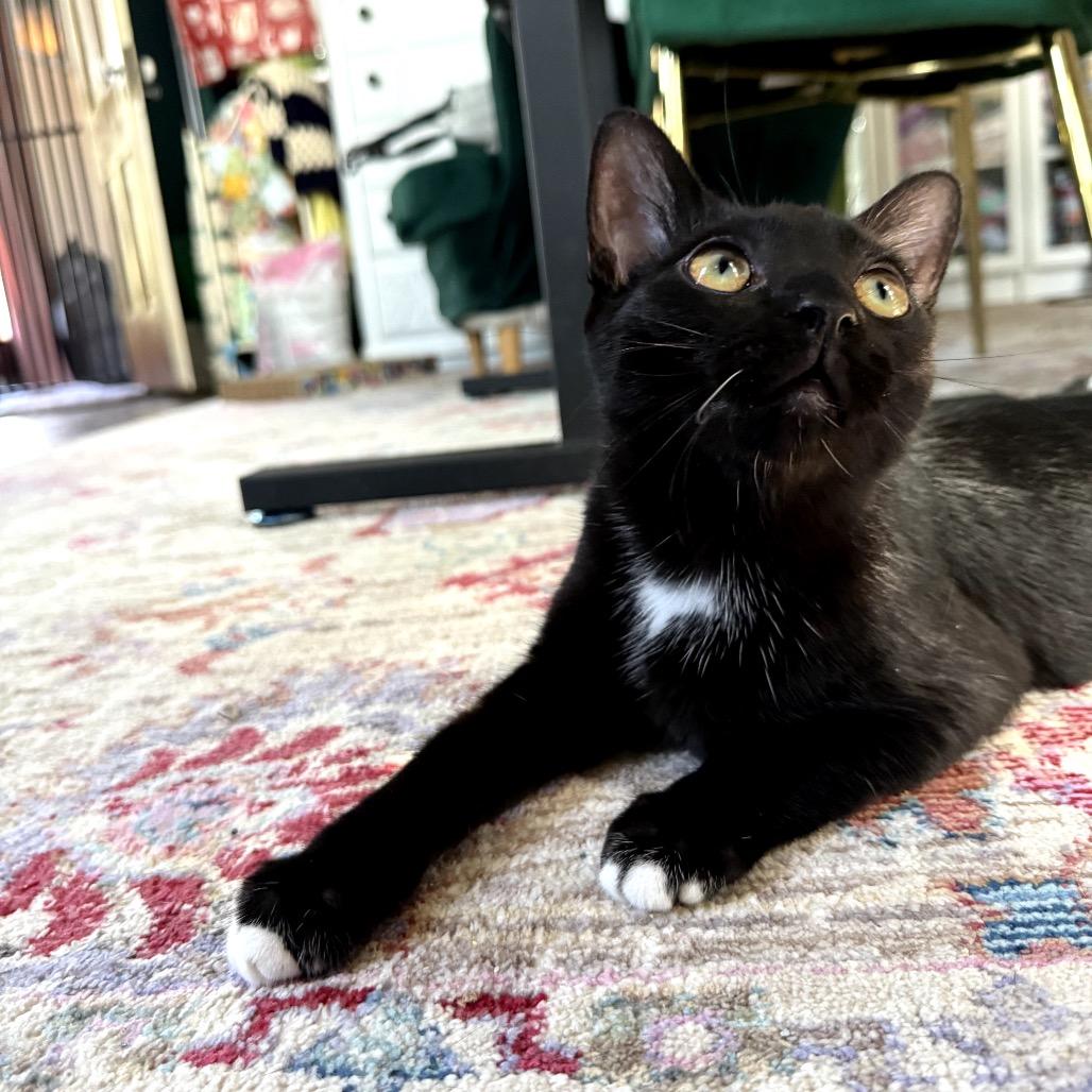 Mocha, a Adoptable Domestic Medium Hair in Granville, OH image 5/6