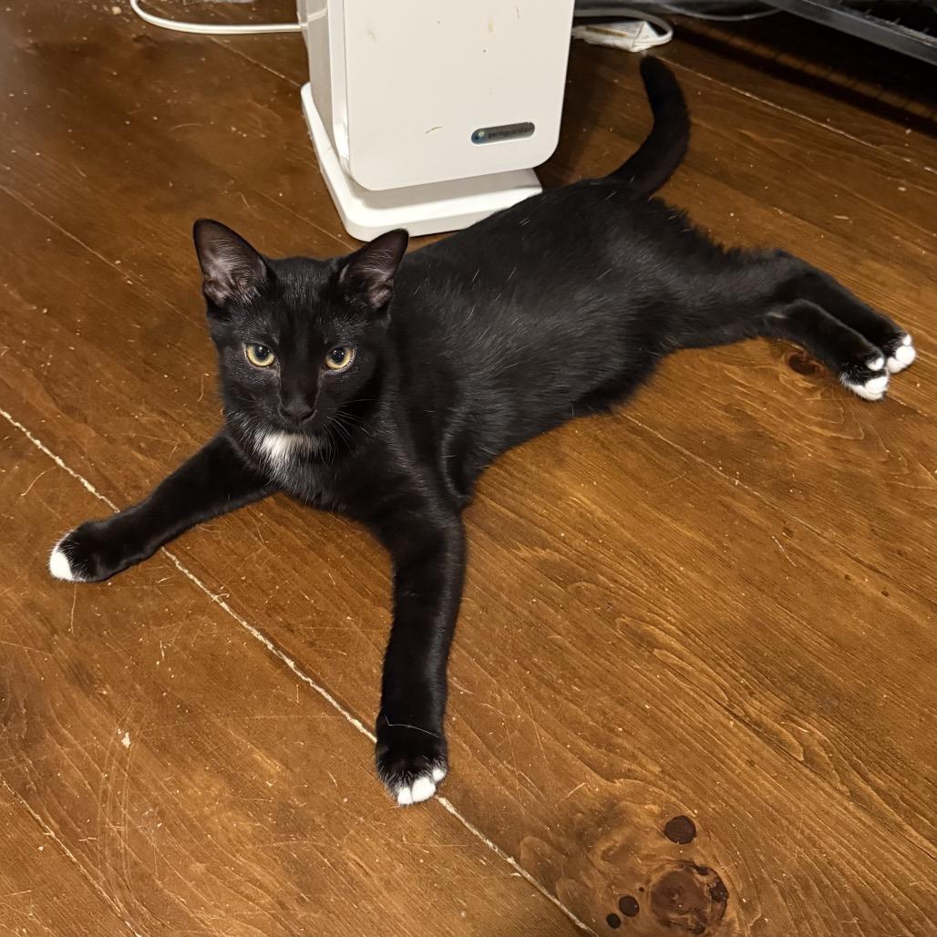 Mocha, a Adoptable Domestic Medium Hair in Granville, OH image 6/6