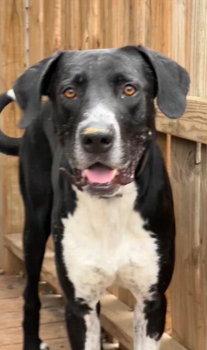 Enlarge Jack McCoy, a Adoptable mixed breed in Dallas , TX video 3/5