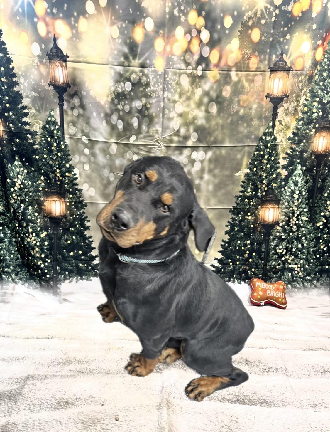 Bam bam , ADOPTABLE, Adult Male Rottweiler.