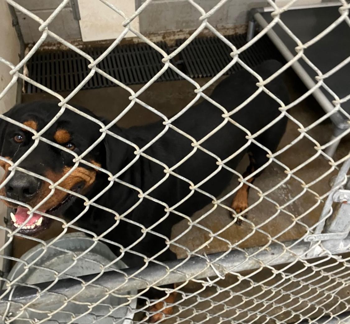 Bam bam , ADOPTABLE, Adult Male Rottweiler.