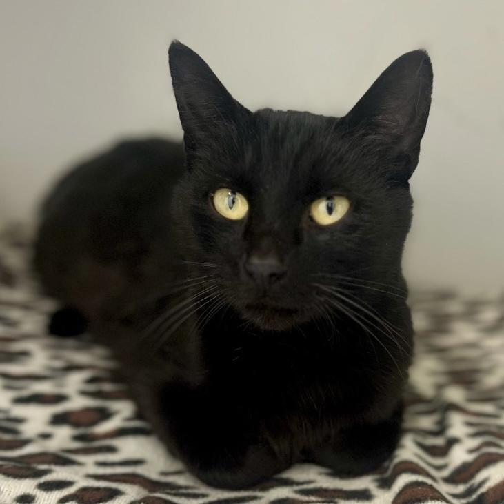 Yuzu, ADOPTABLE, Adult Female Domestic Short Hair.