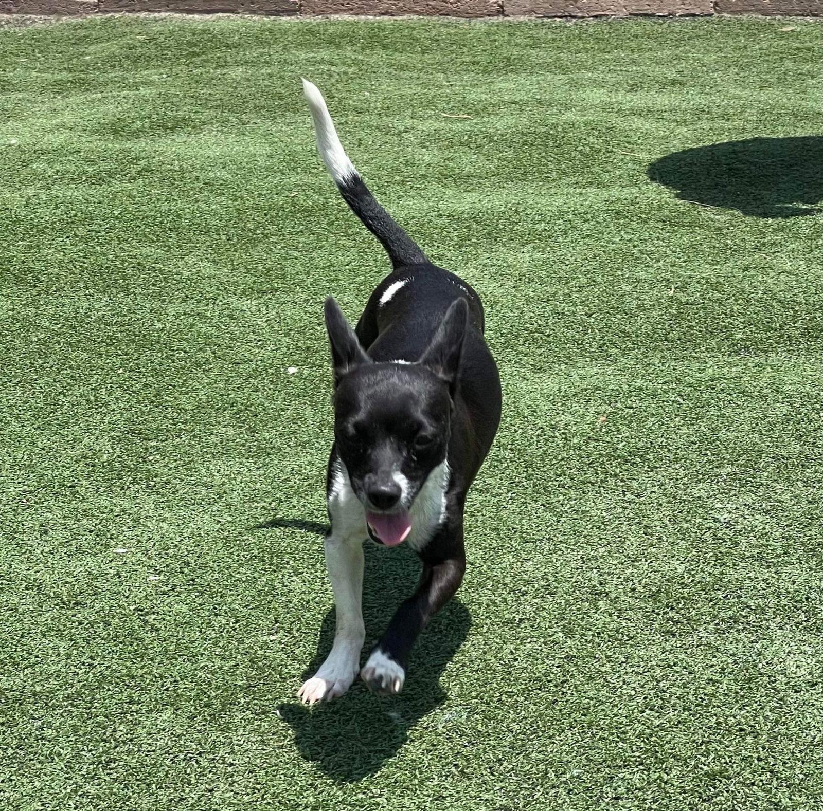 Bessie, Adoptable, Adult Female Chihuahua.