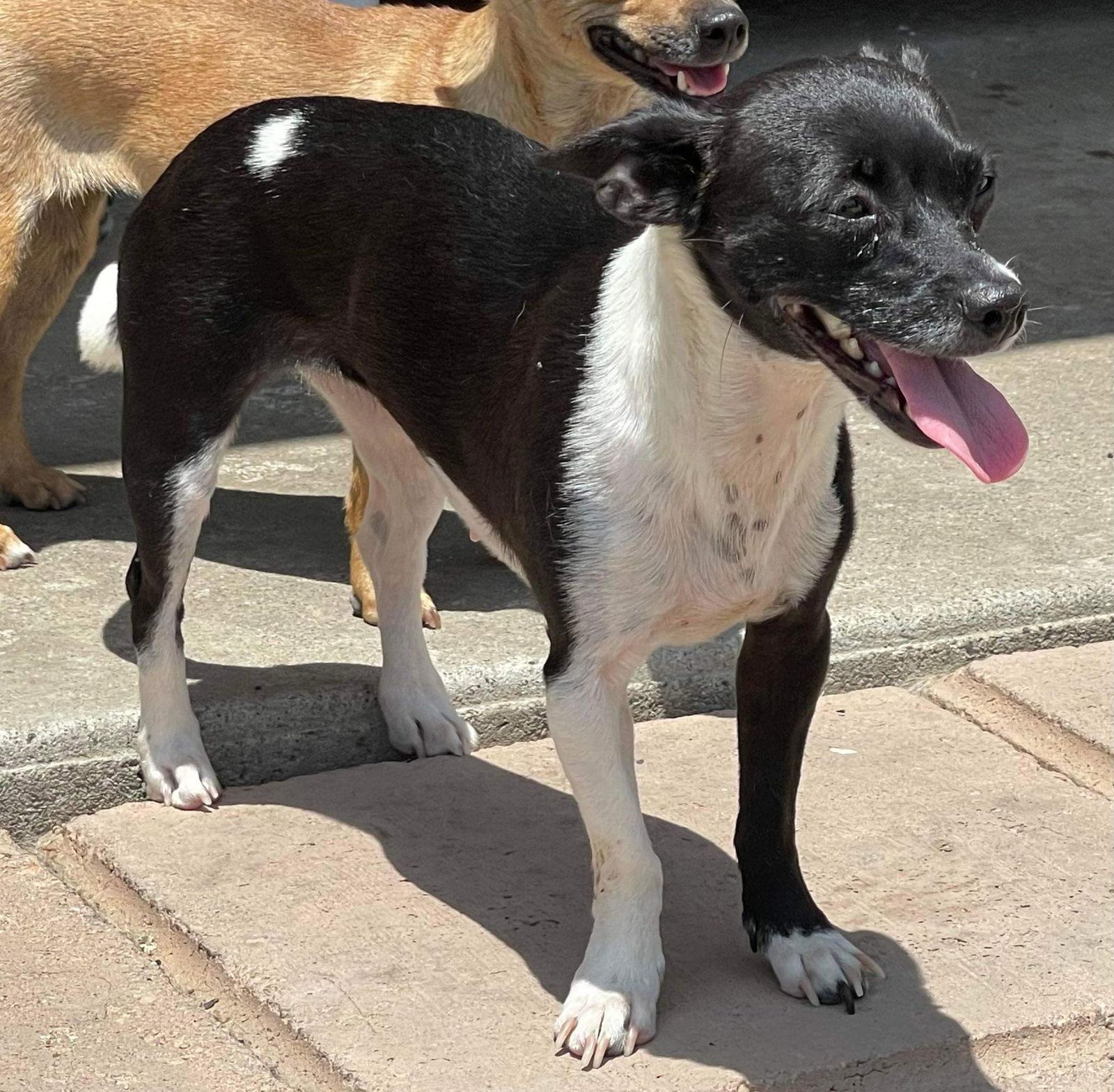 Enlarge Bessie, a Adoptable Chihuahua in La Verne, CA image 3/3
