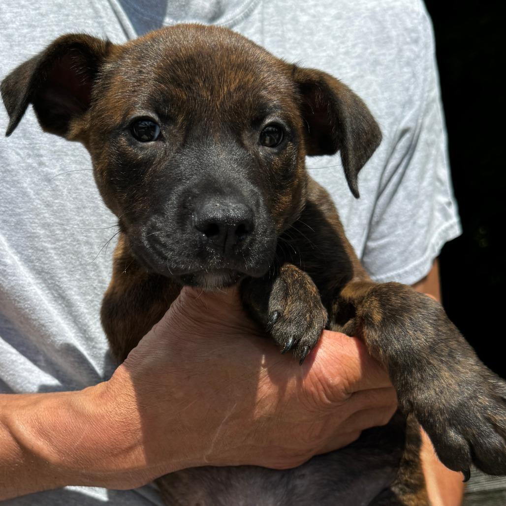 NY Drift Avail Jun 13 (Choice Pet Carmel), a Adoptable mixed breed in Stormville, NY image 1/3