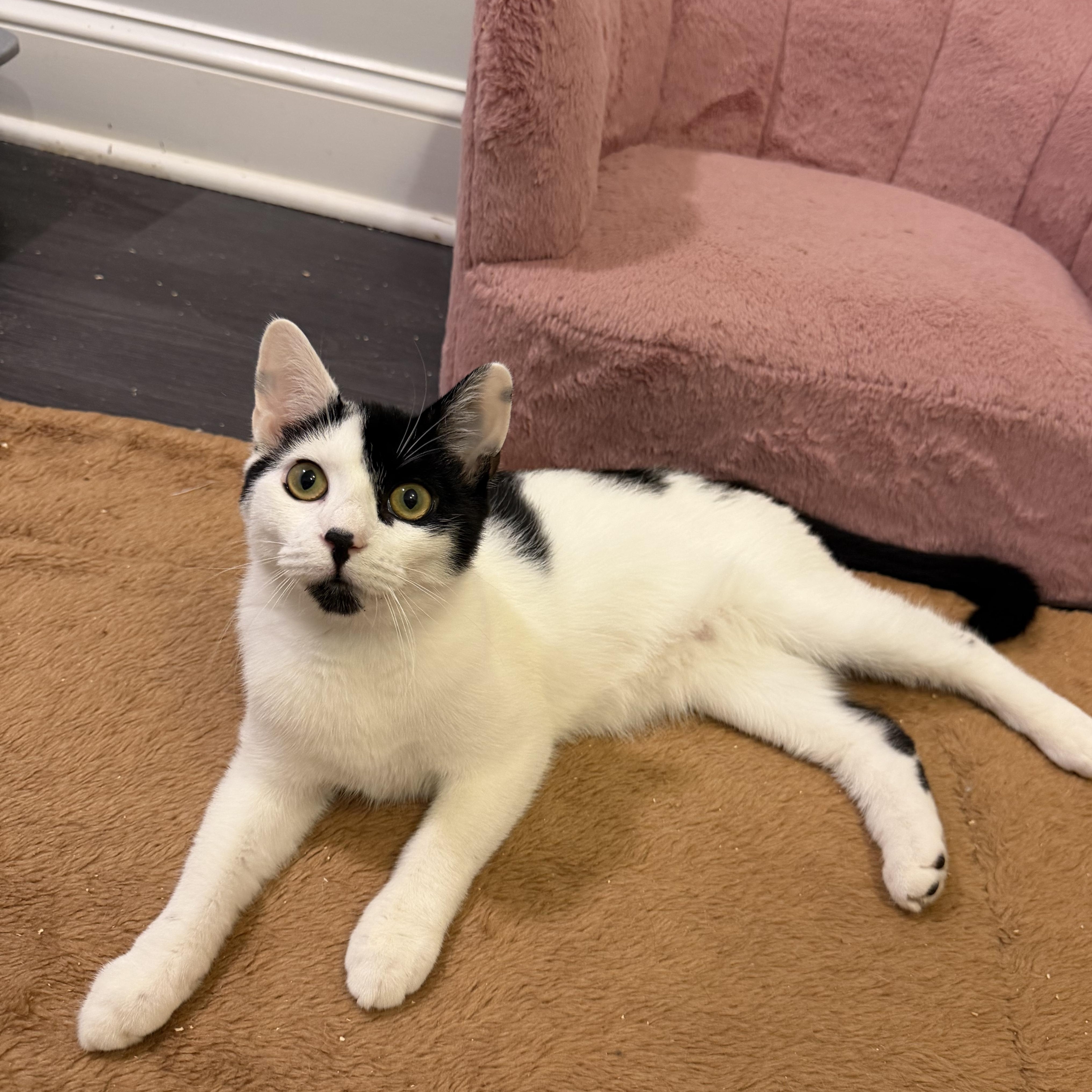 Enlarge CINDERPAW, a Adoptable Domestic Short Hair in Hamilton, NJ image 4/4