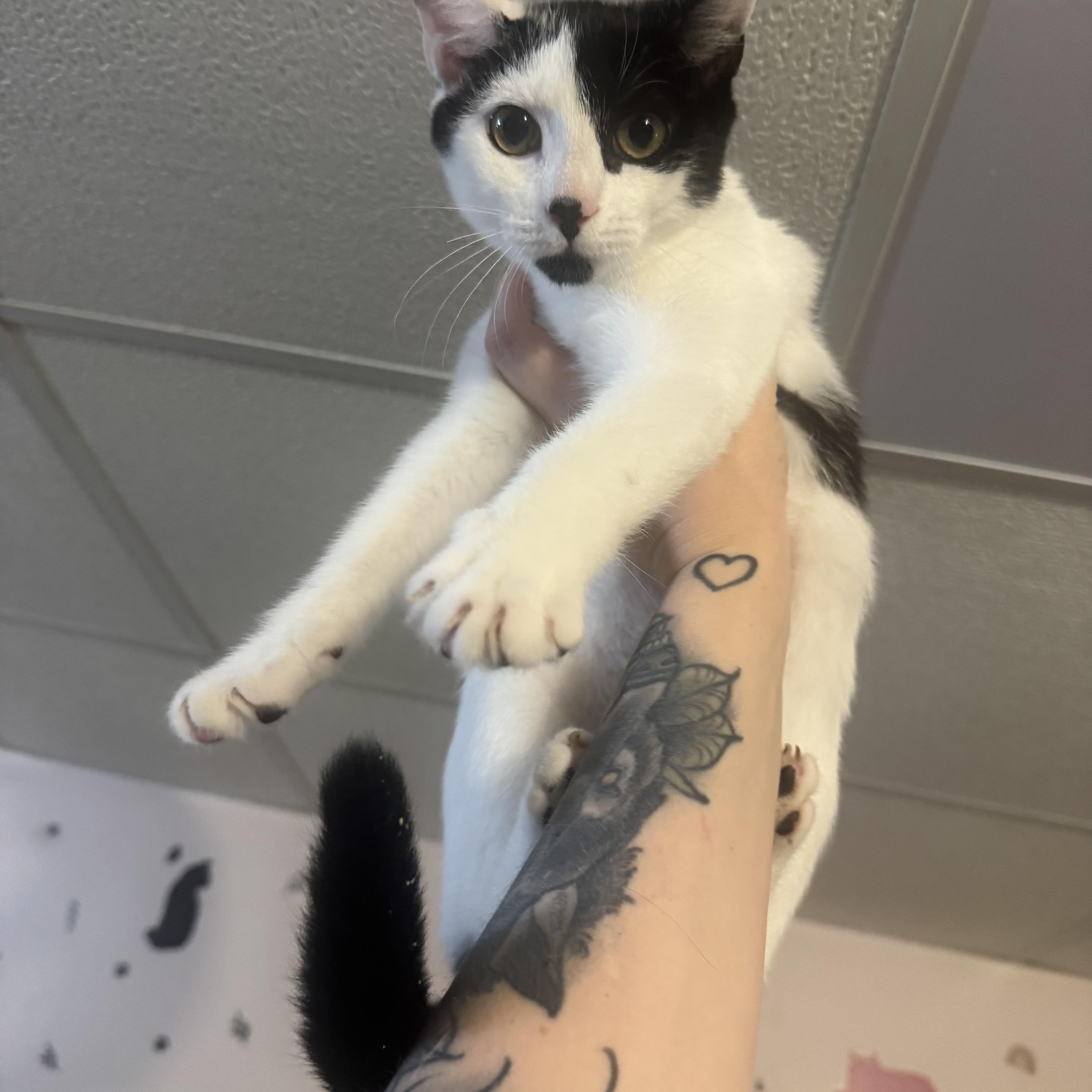 Enlarge CINDERPAW, a Adoptable Domestic Short Hair in Hamilton, NJ image 2/3