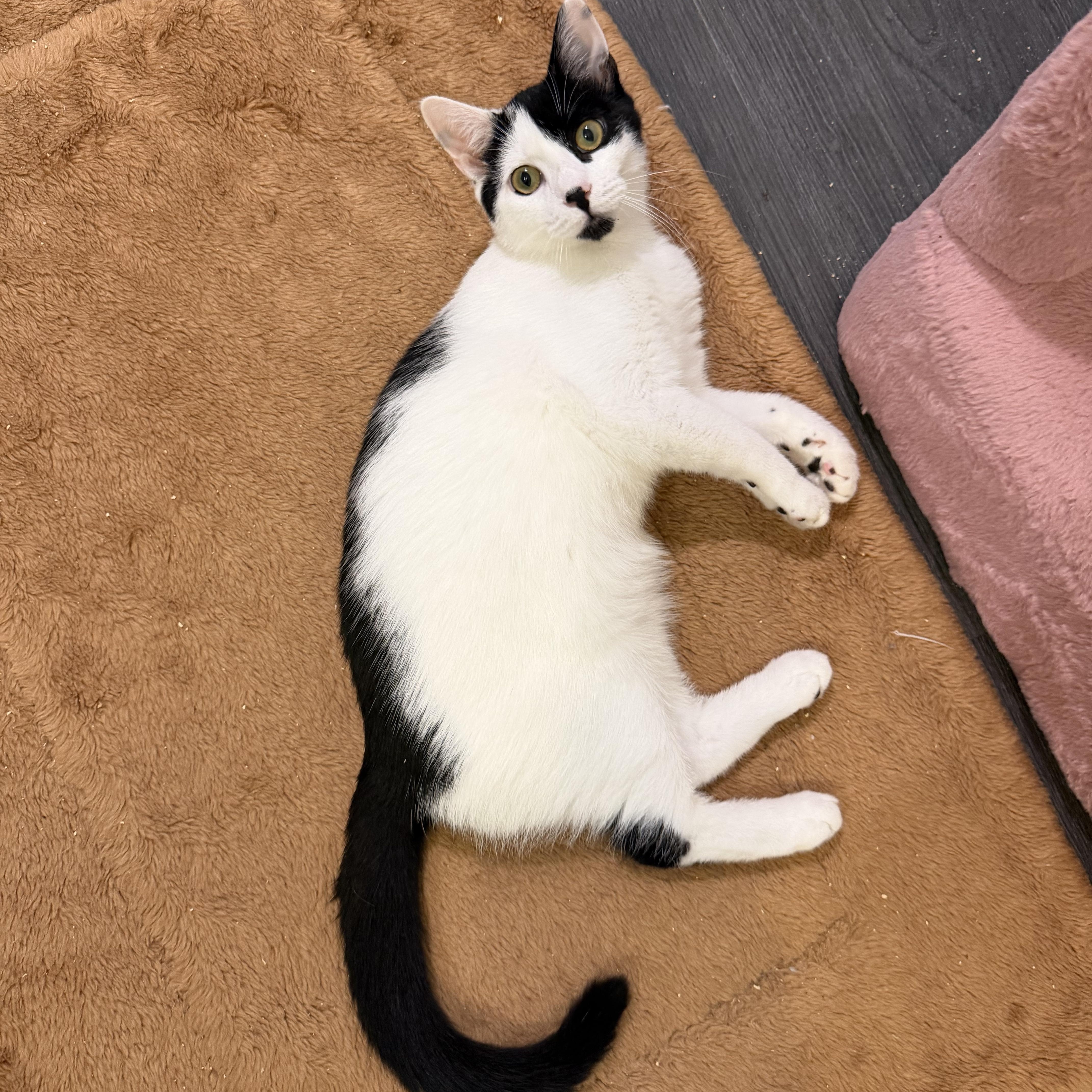 Enlarge CINDERPAW, a Adoptable Domestic Short Hair in Hamilton, NJ image 3/4