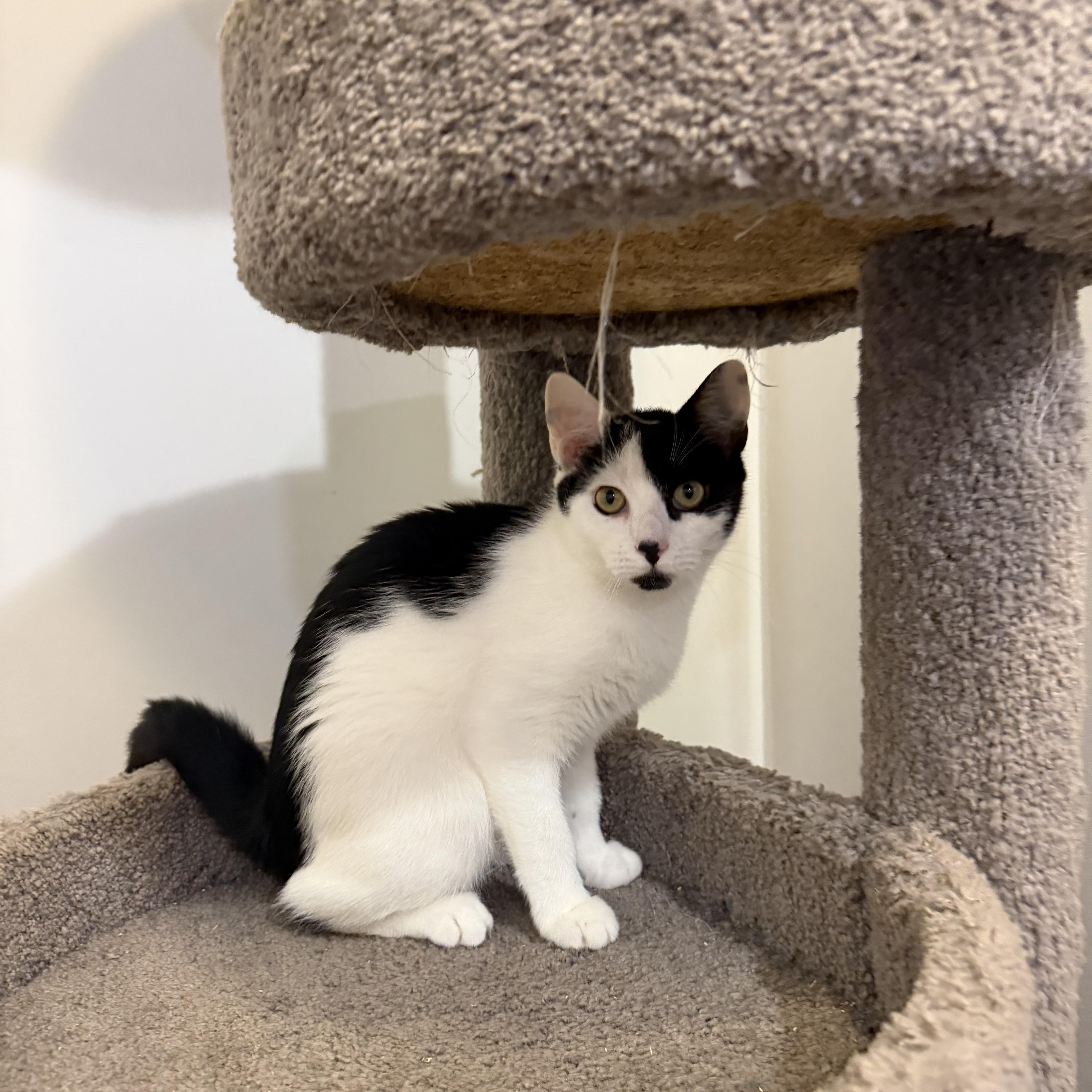 Enlarge CINDERPAW, a Adoptable Domestic Short Hair in Hamilton, NJ image 3/3