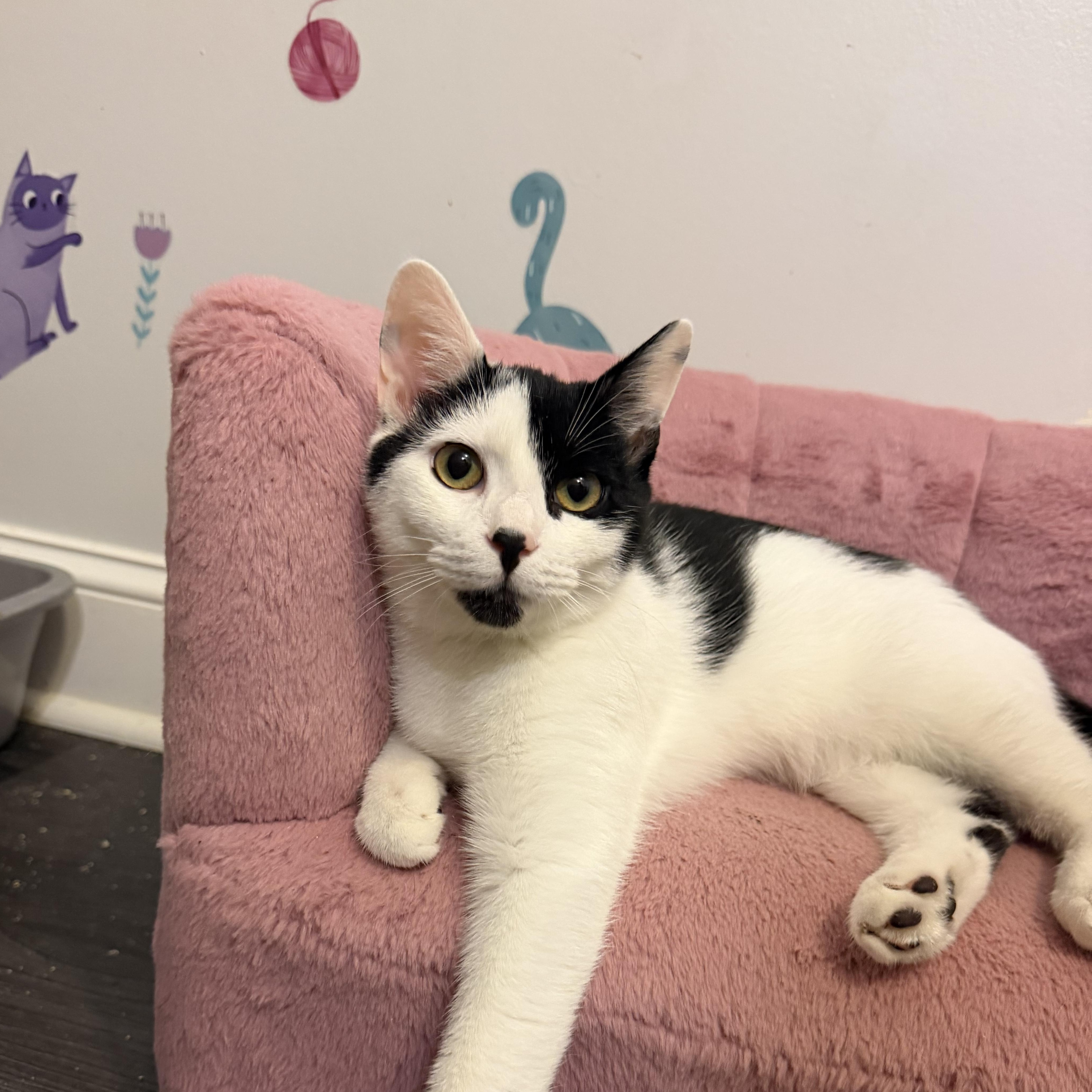 Enlarge CINDERPAW, a Adoptable Domestic Short Hair in Hamilton, NJ image 1/4