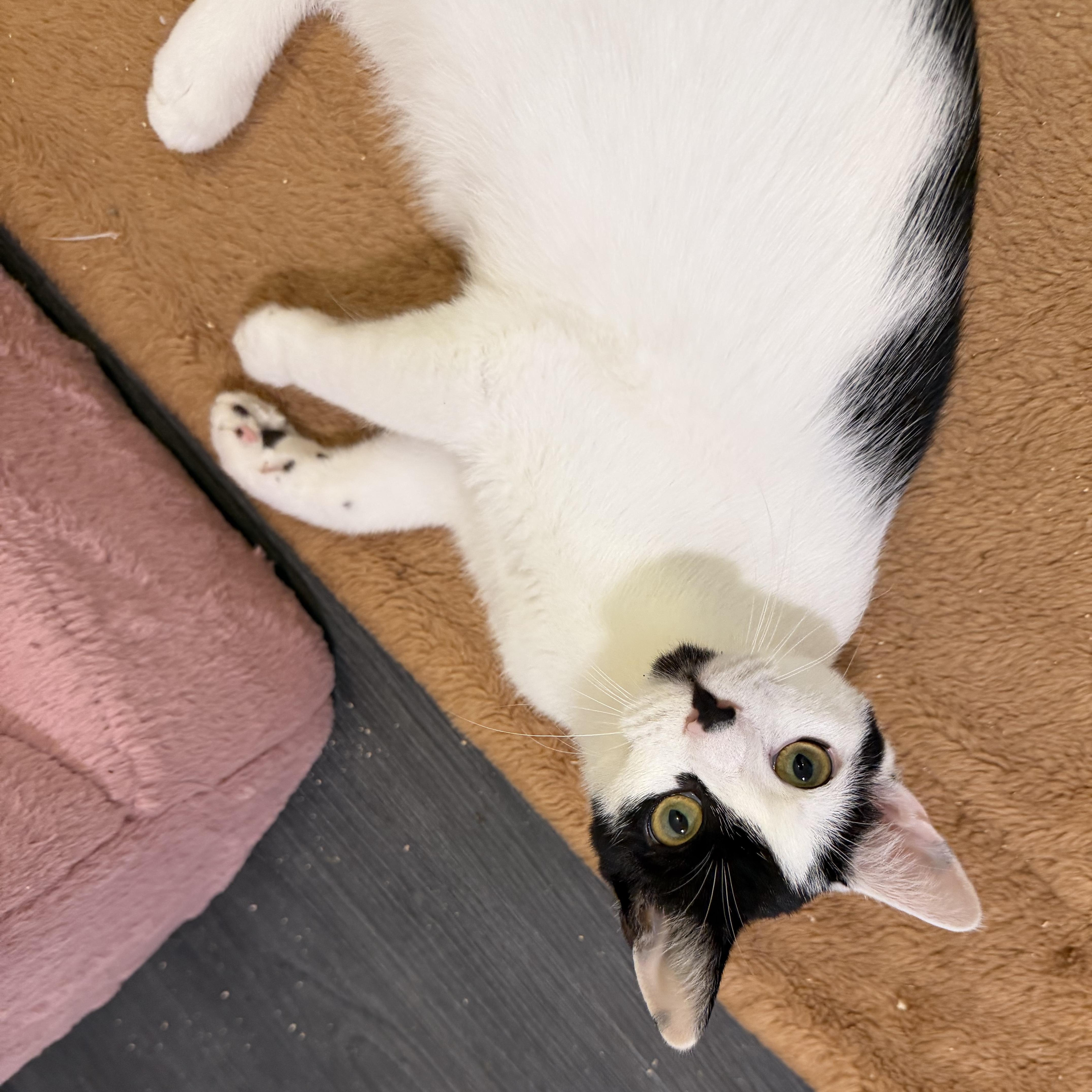Enlarge CINDERPAW, a Adoptable Domestic Short Hair in Hamilton, NJ image 2/4