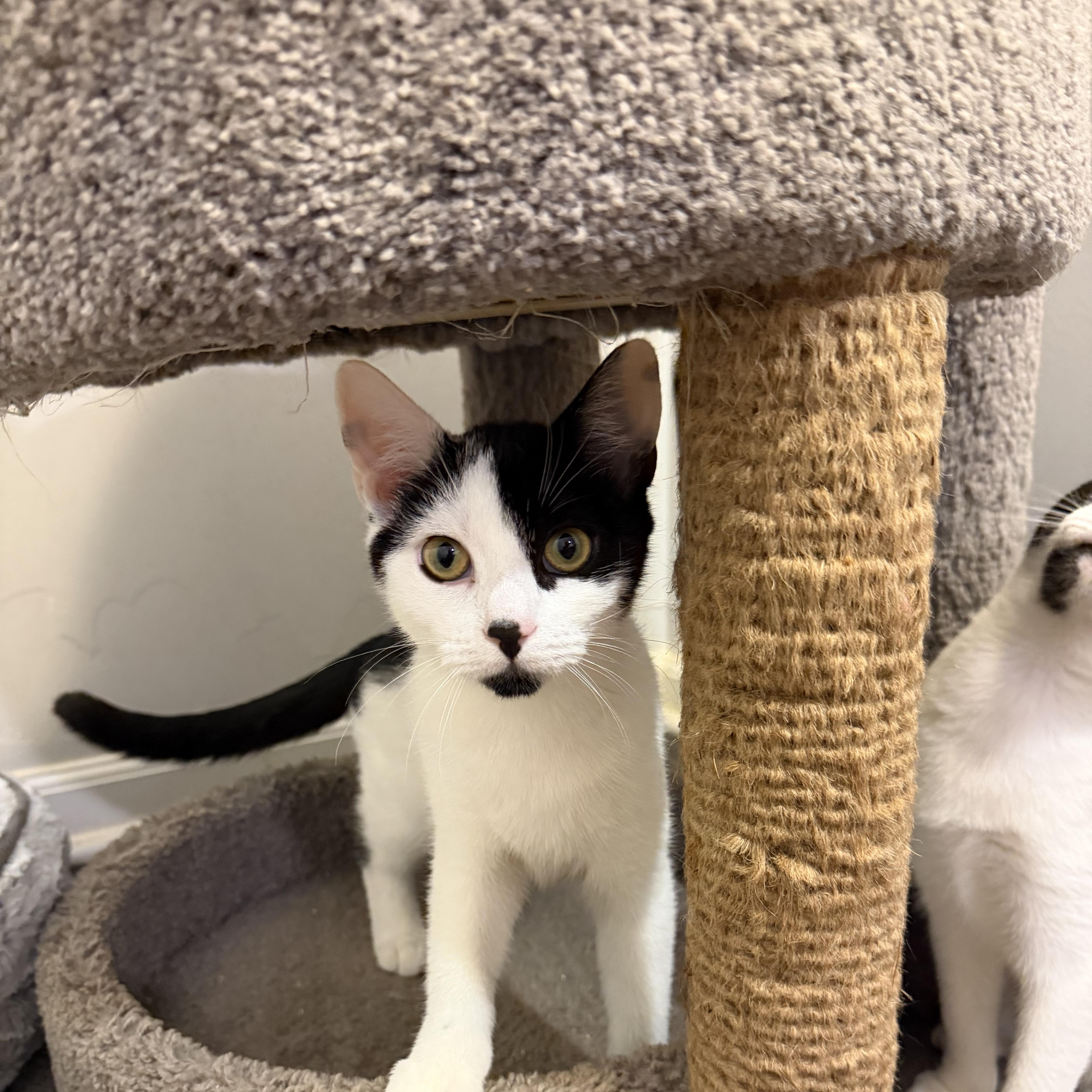 CINDERPAW, Adoptable, Kitten Female Domestic Short Hair.