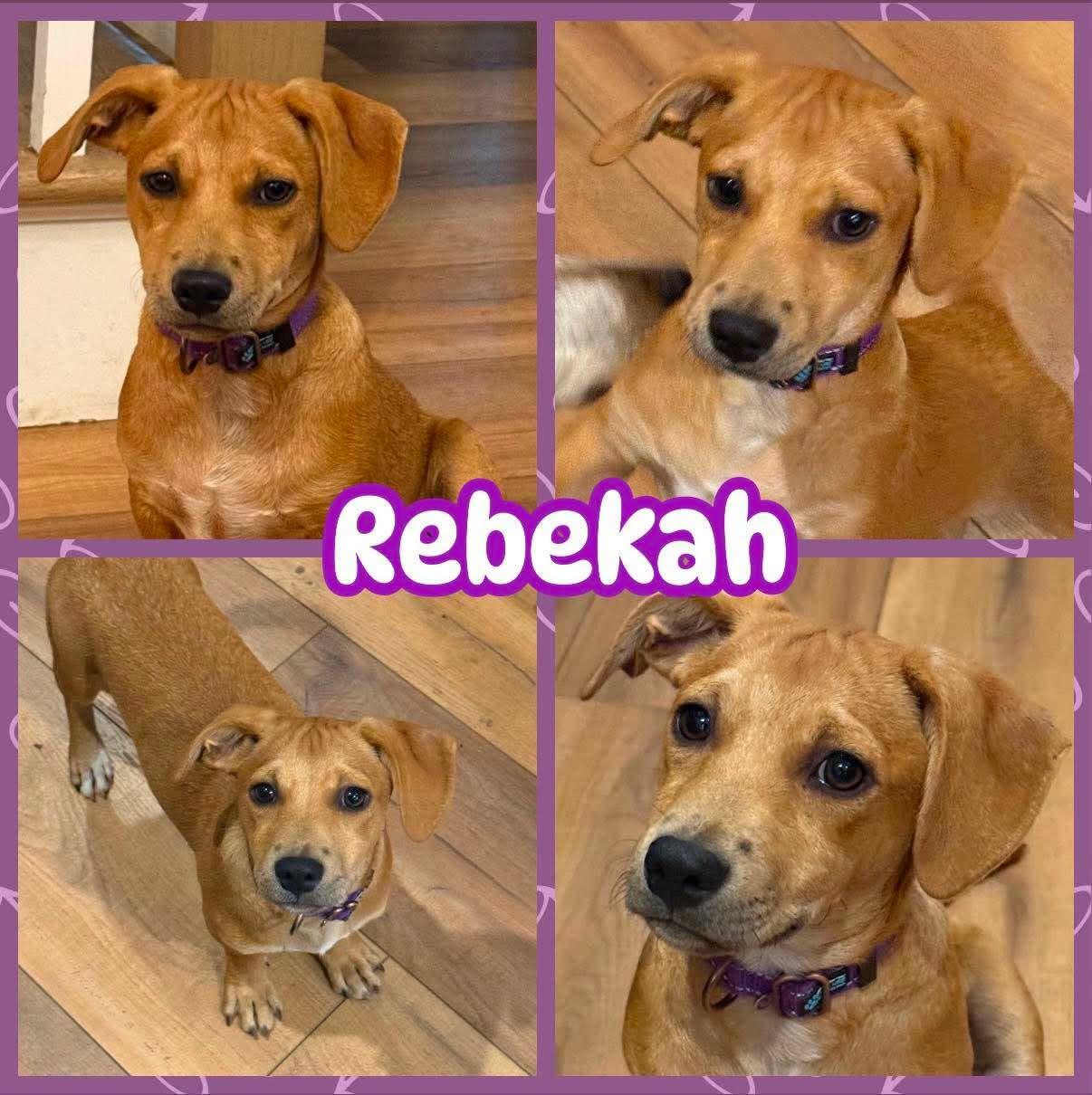 Rebekah, Adopted, Puppy Female Labrador Retriever & Terrier.