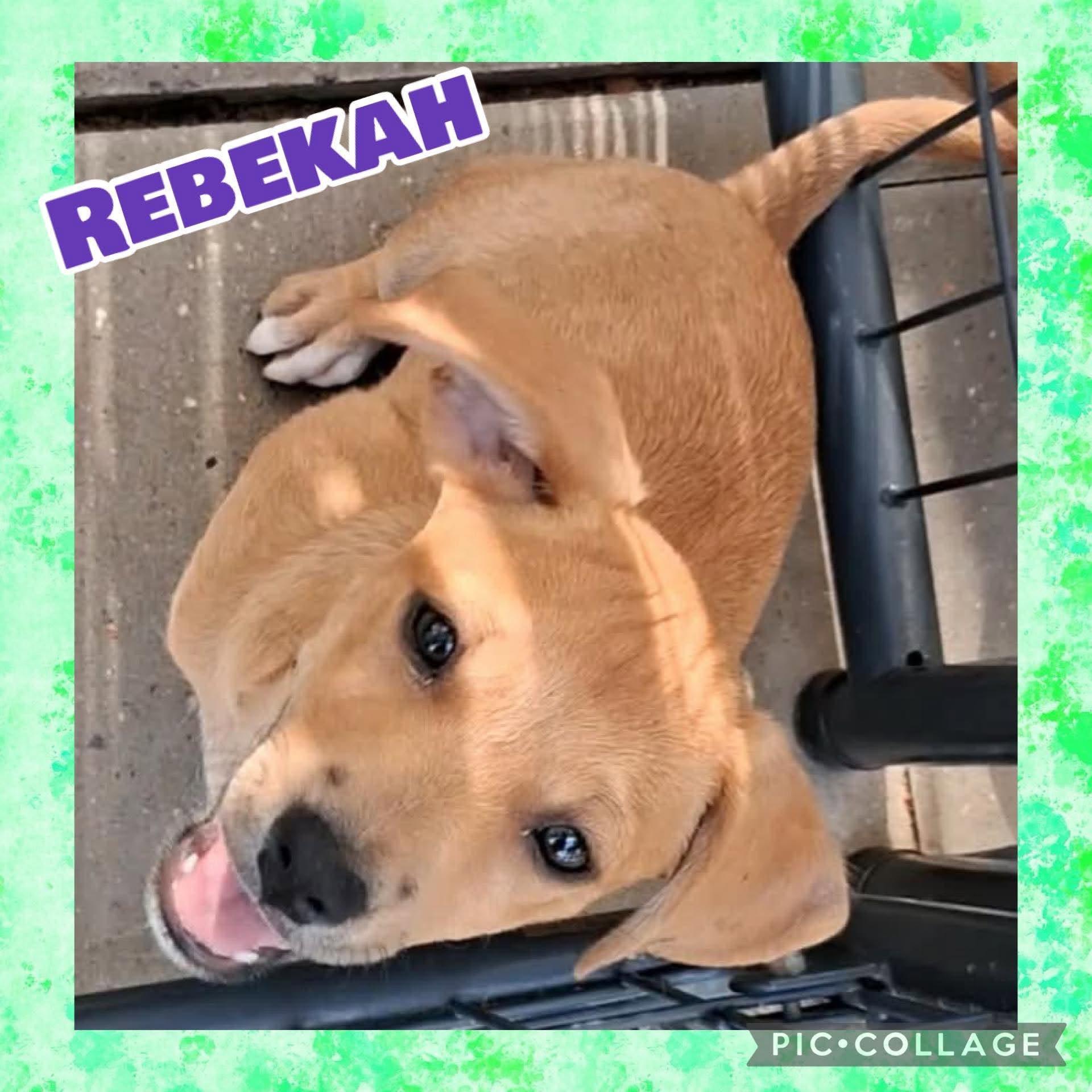 Enlarge Rebekah, a Adopted mixed breed in Ringwood, NJ image 2/2